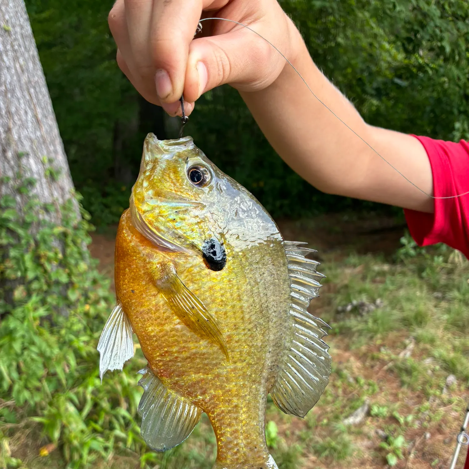 Redbreast sunfish caught on Fishbrain