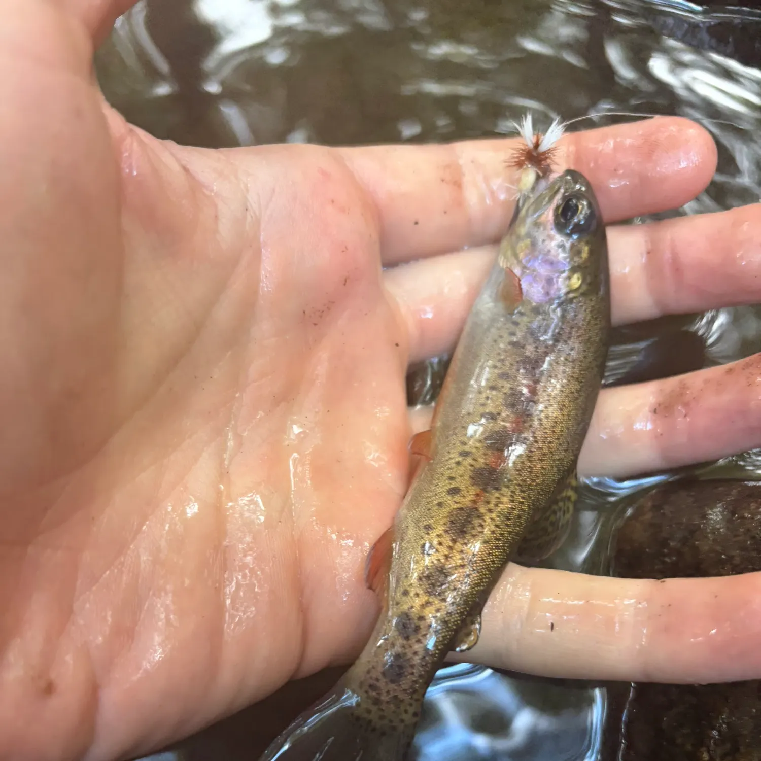 Rainbow trout caught on Fishbrain