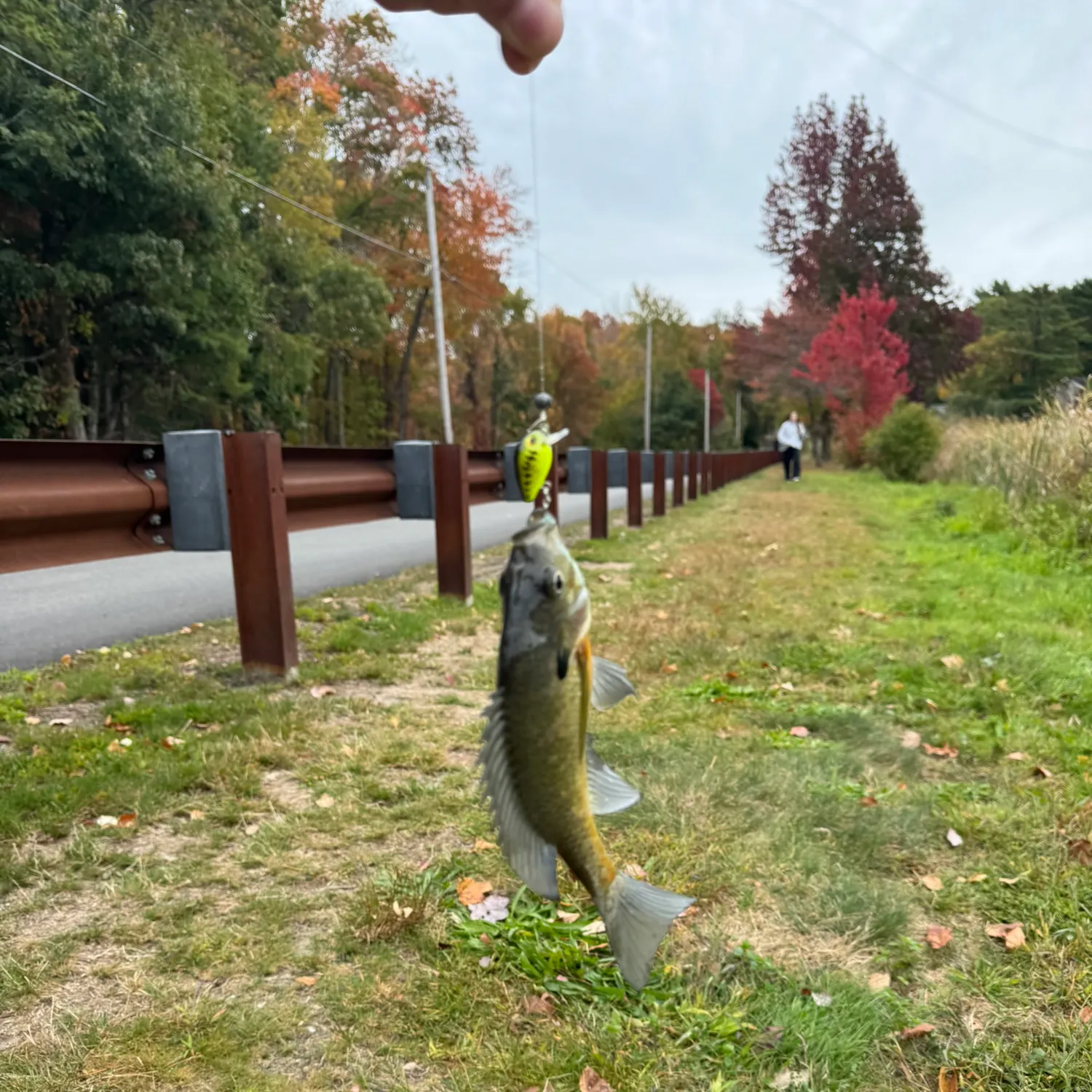 Bluegill caught on Fishbrain