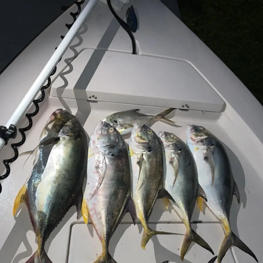Crevalle jack caught on Fishbrain