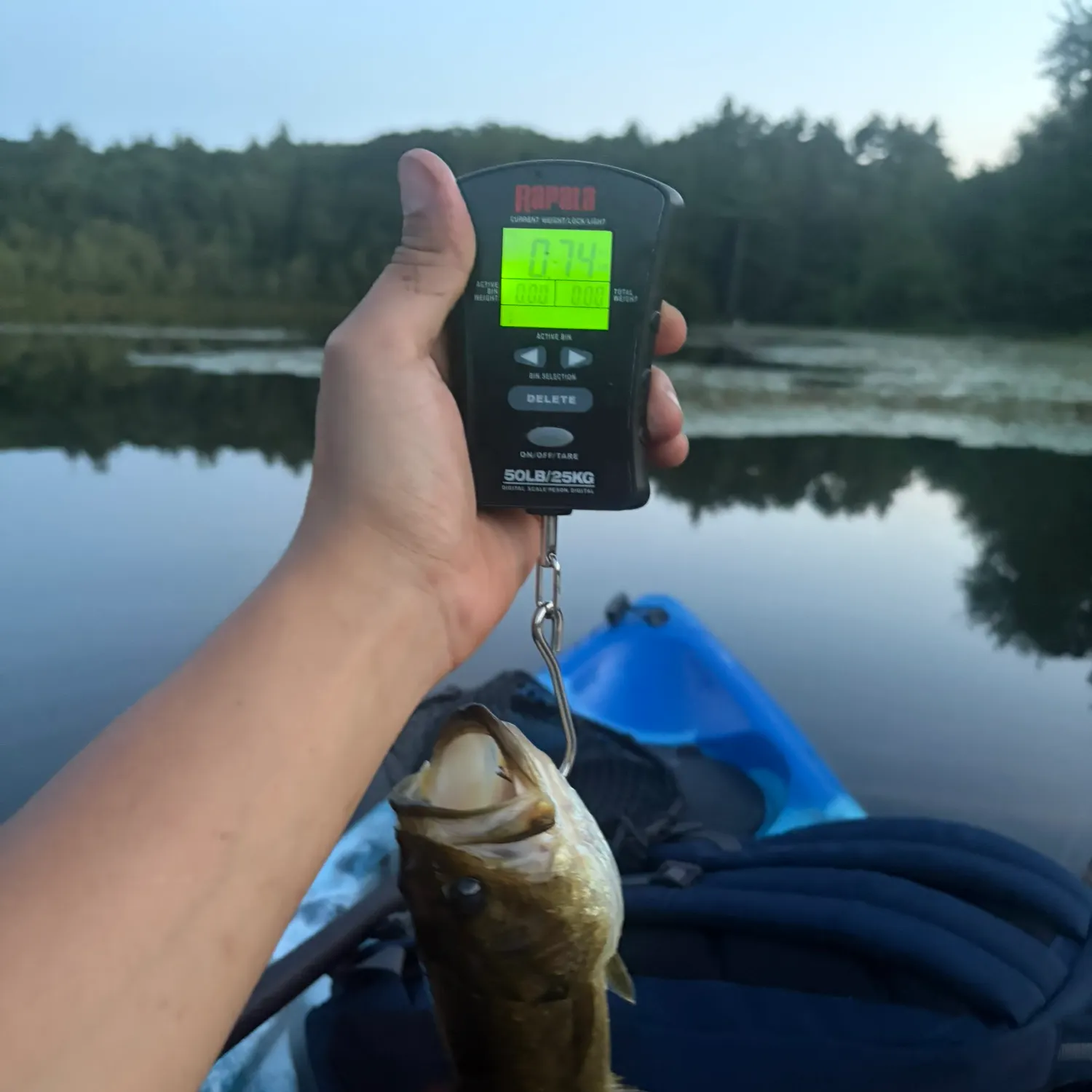 Largemouth bass caught on Fishbrain