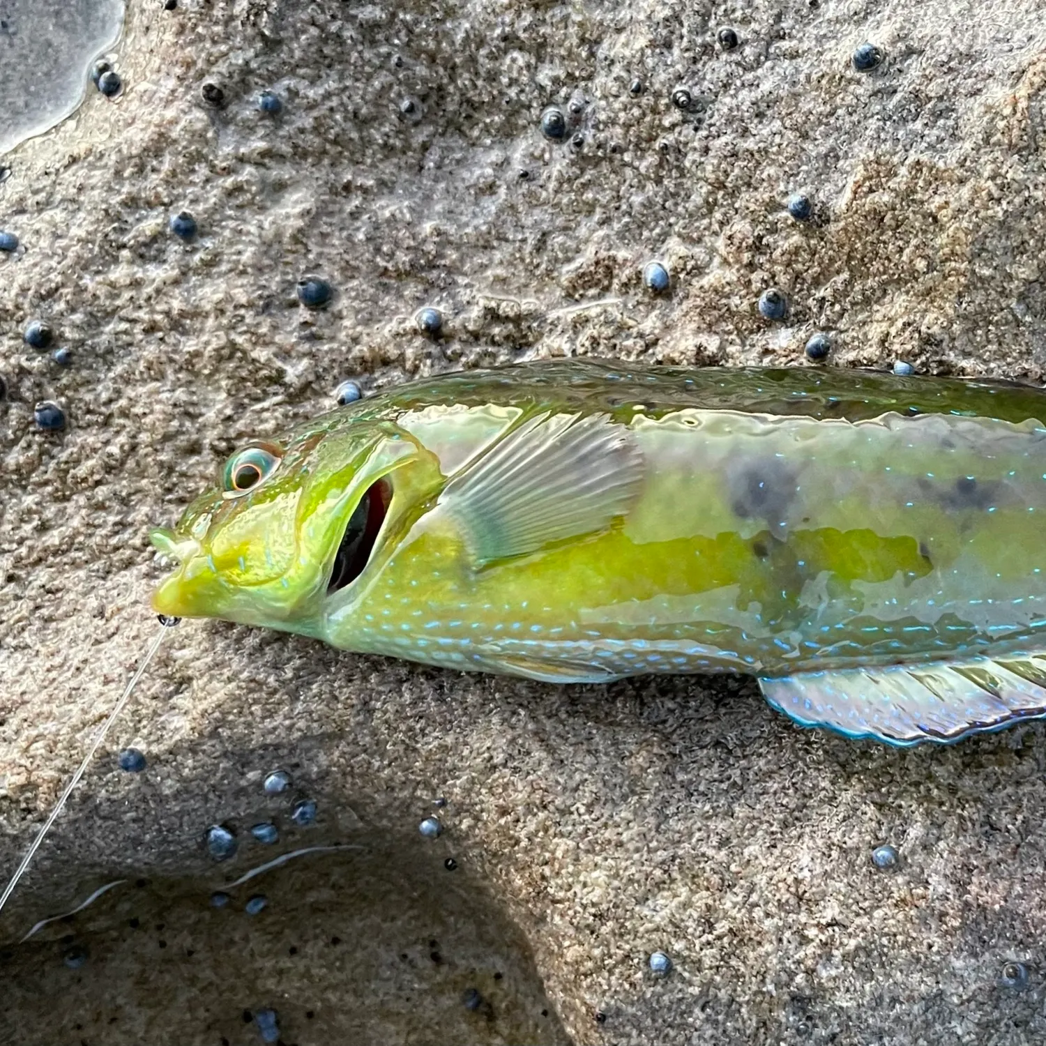 The most popular recent Patrician wrasse catch on Fishbrain