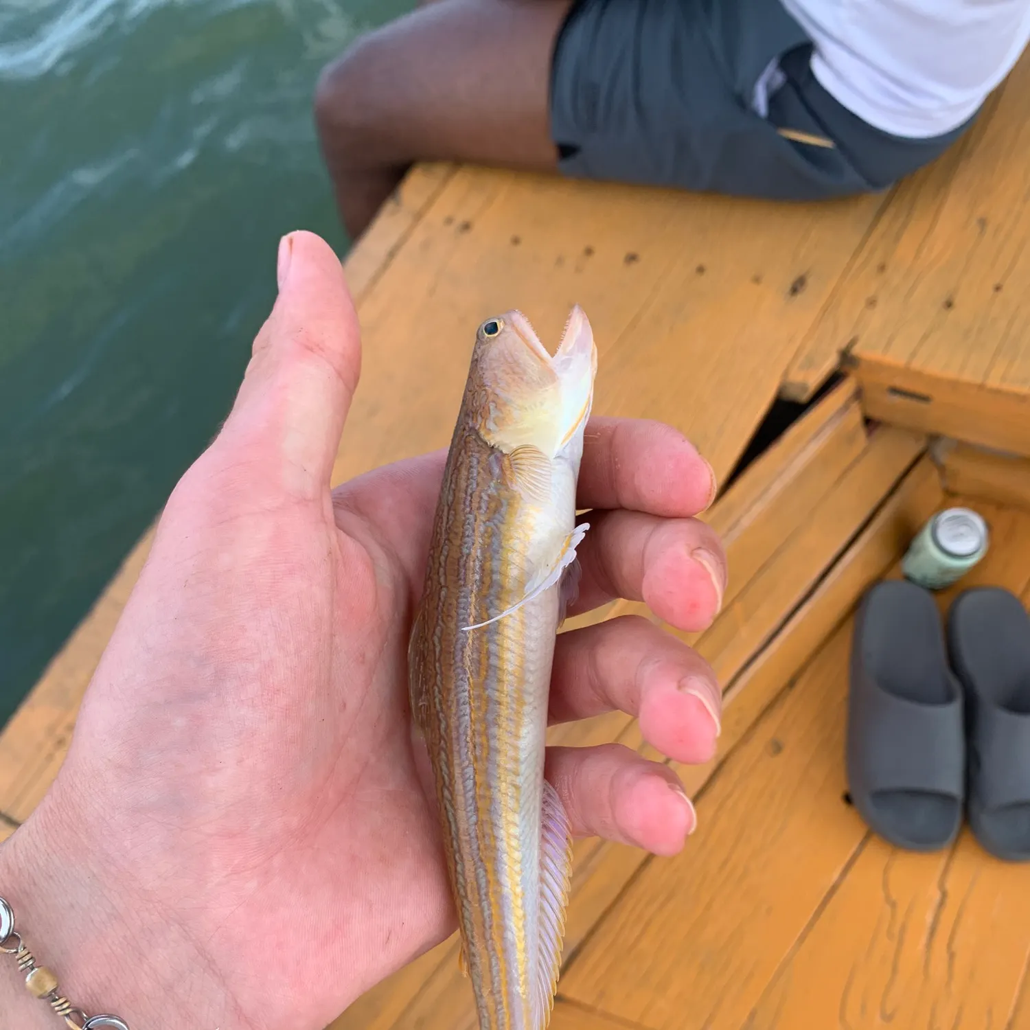 The most recent Snakefish catches on Fishbrain