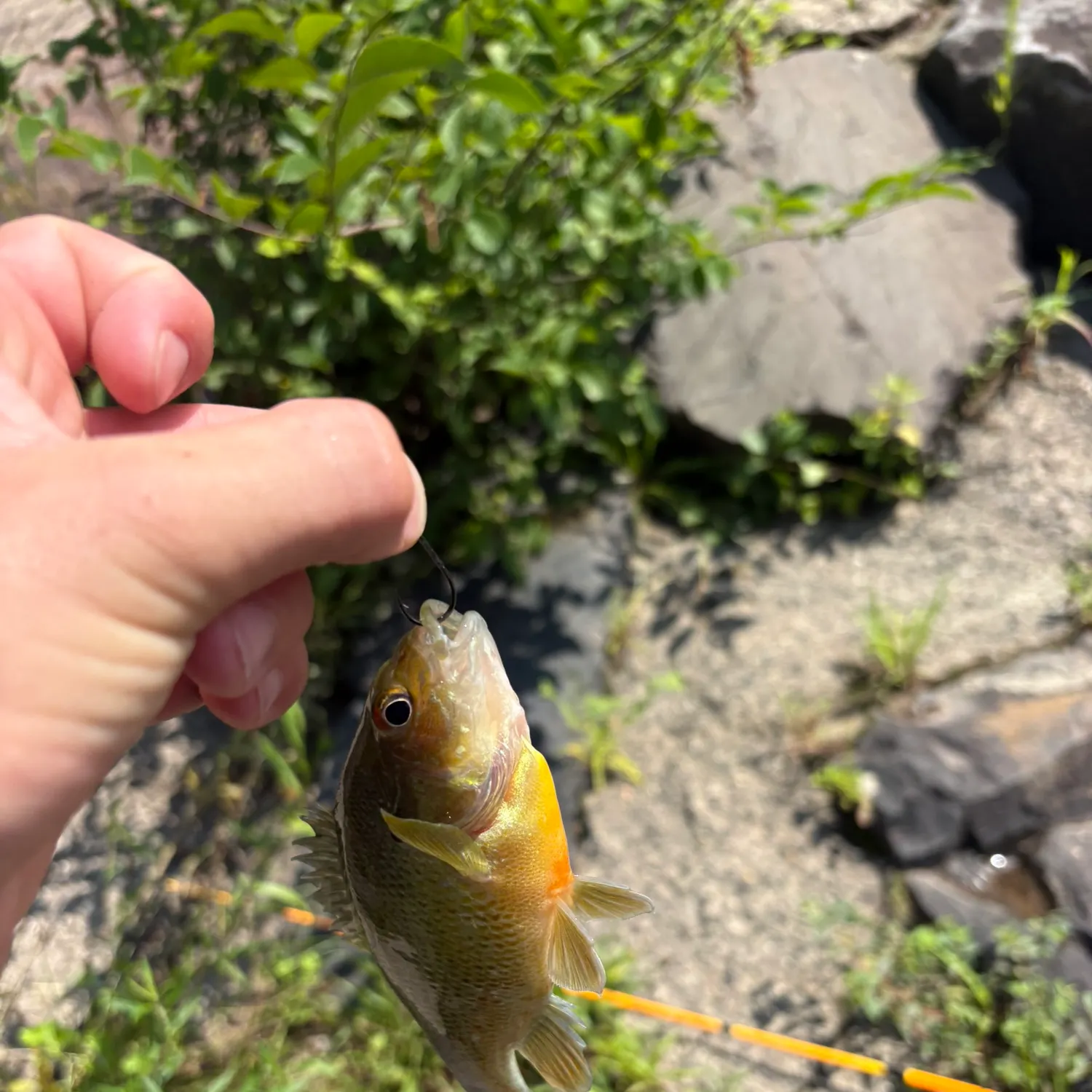 catch