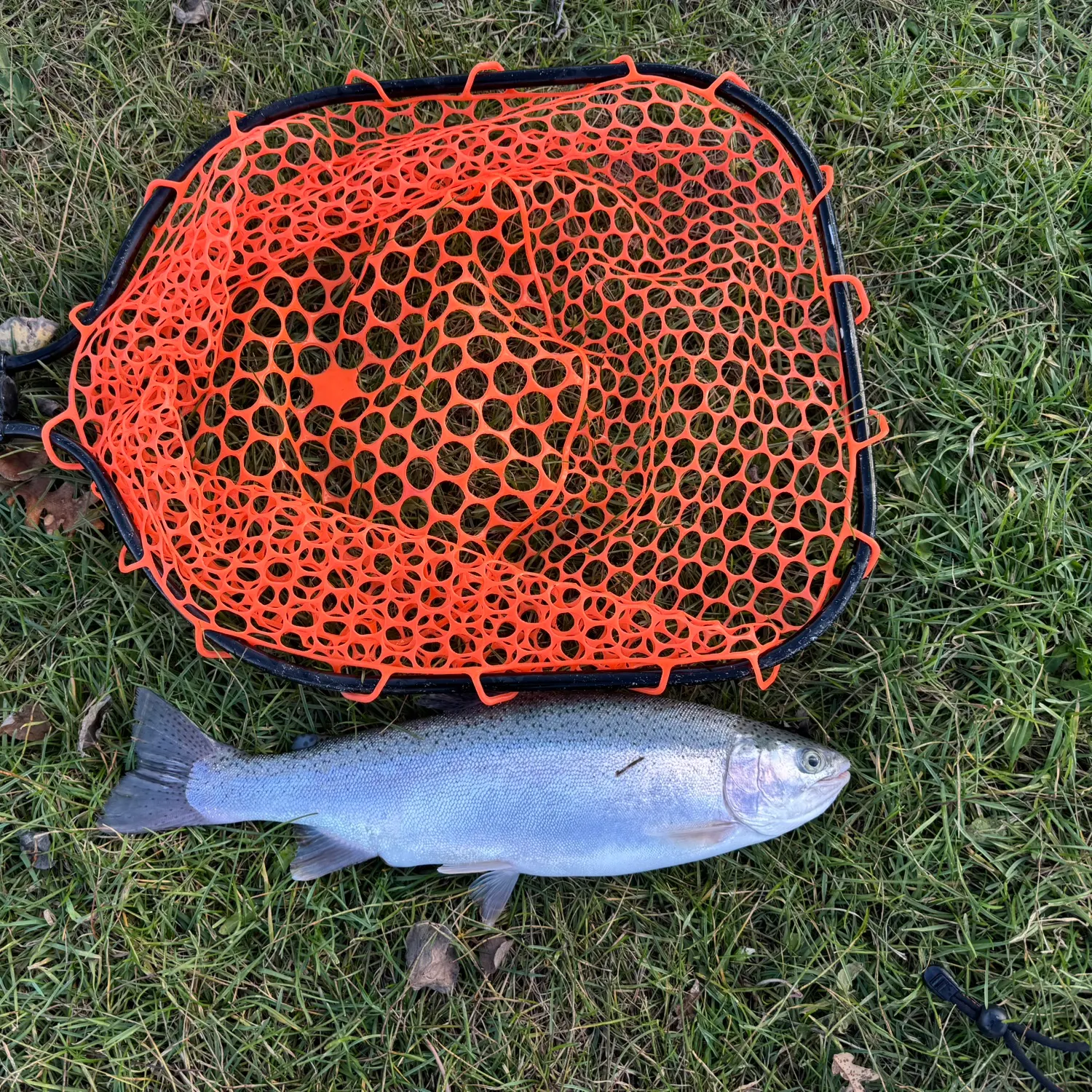 Rainbow trout caught on Fishbrain