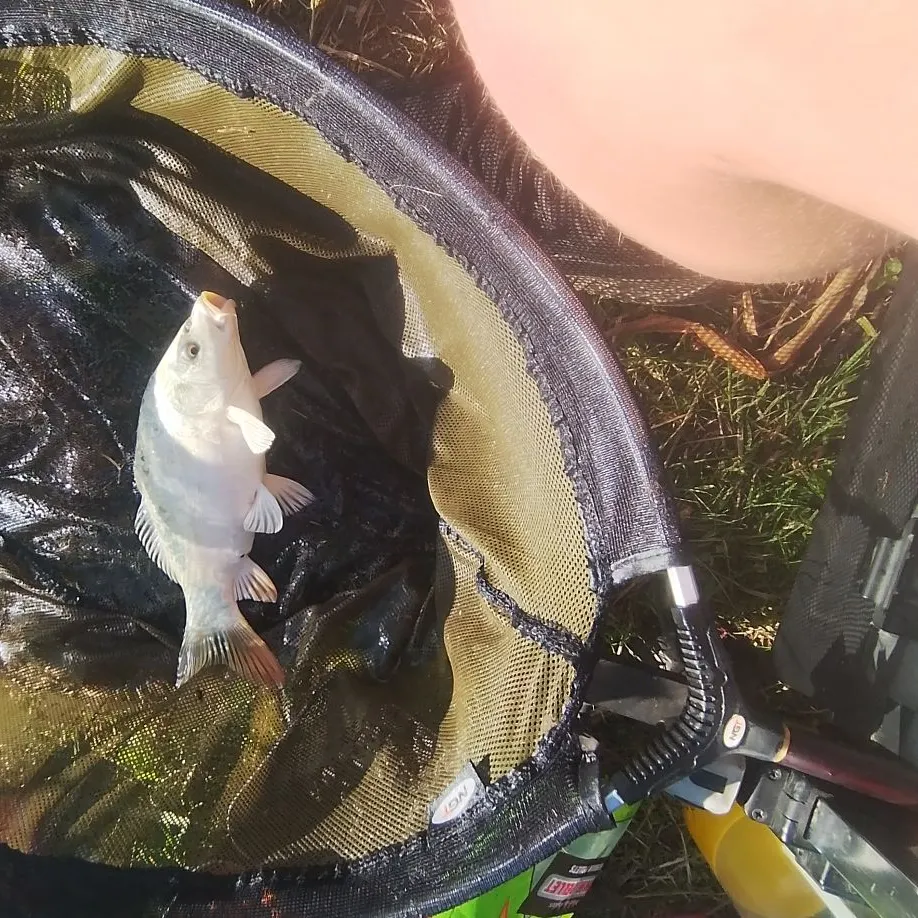 The most recent Ghost carp catches on Fishbrain