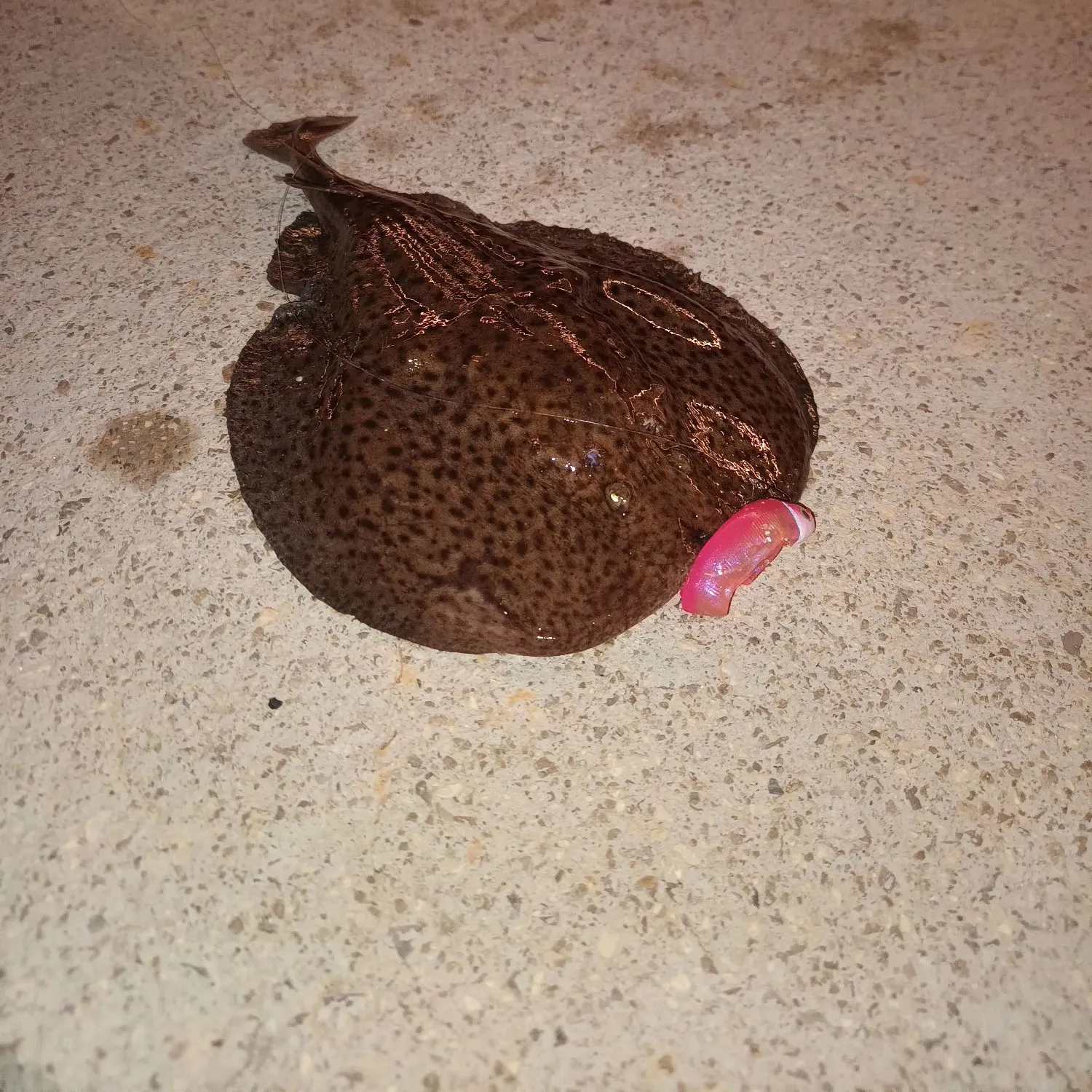 The most recent Variable torpedo ray catches on Fishbrain