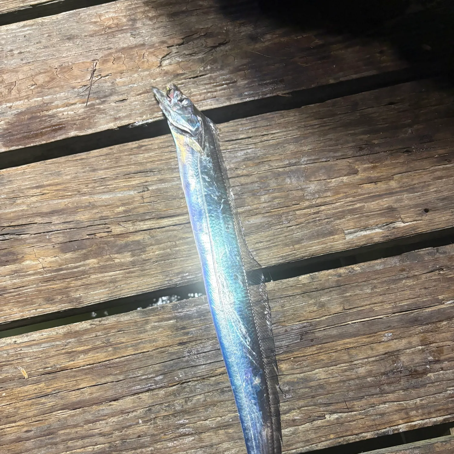 The most recent Atlantic cutlassfish catches on Fishbrain