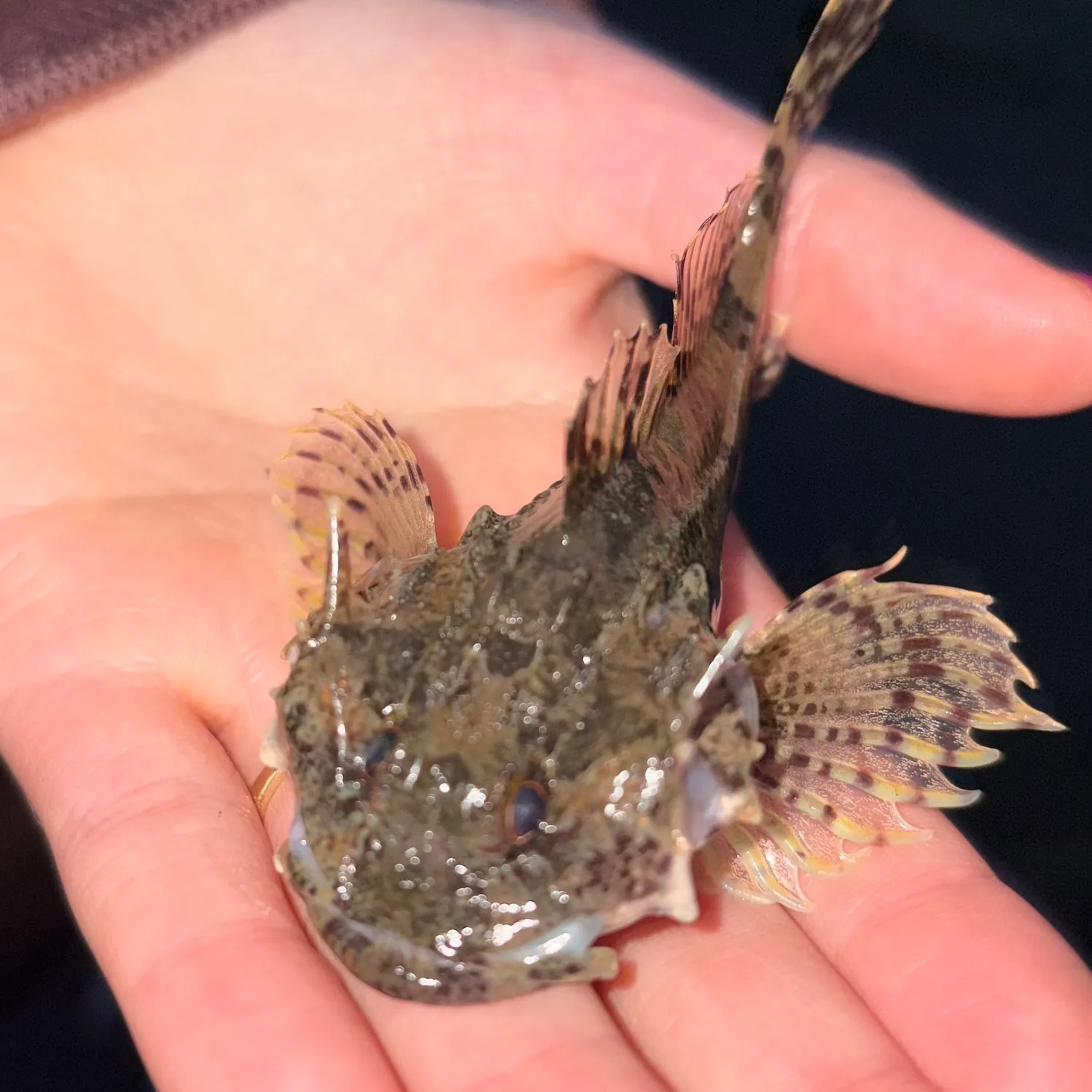 The most recent Shorthorn sculpin catches on Fishbrain