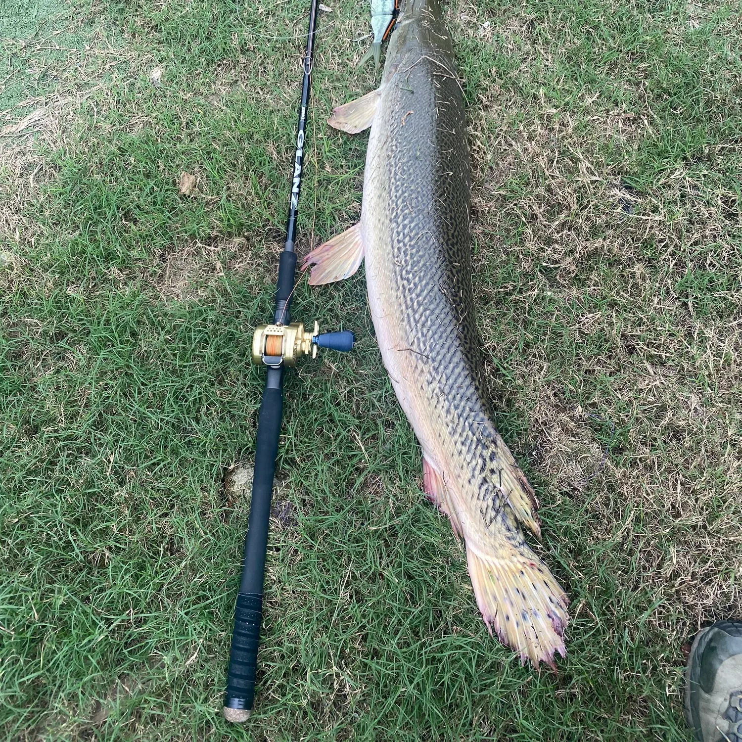 Fish caught on Fishbrain