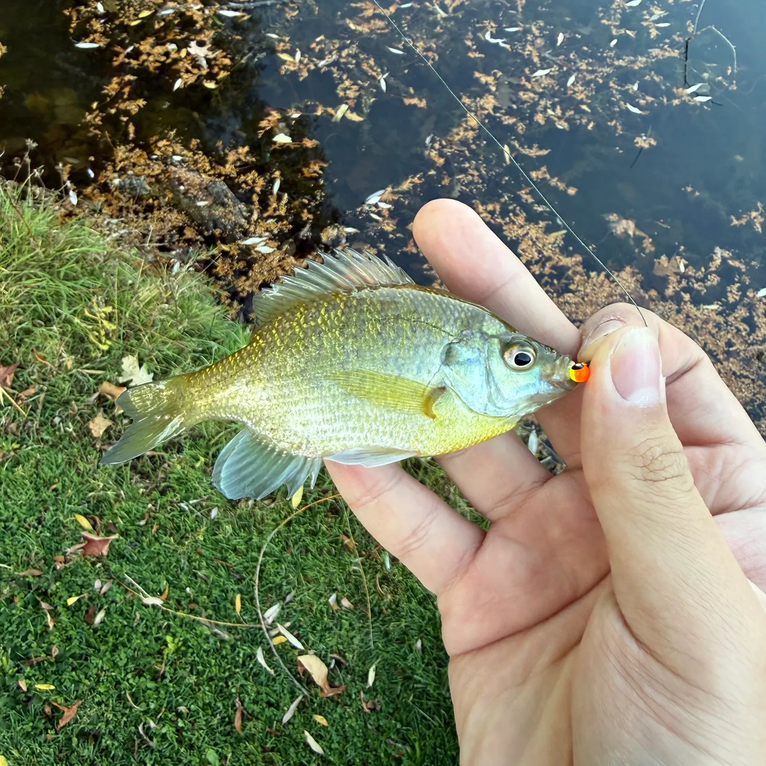 Bluegill caught on Fishbrain