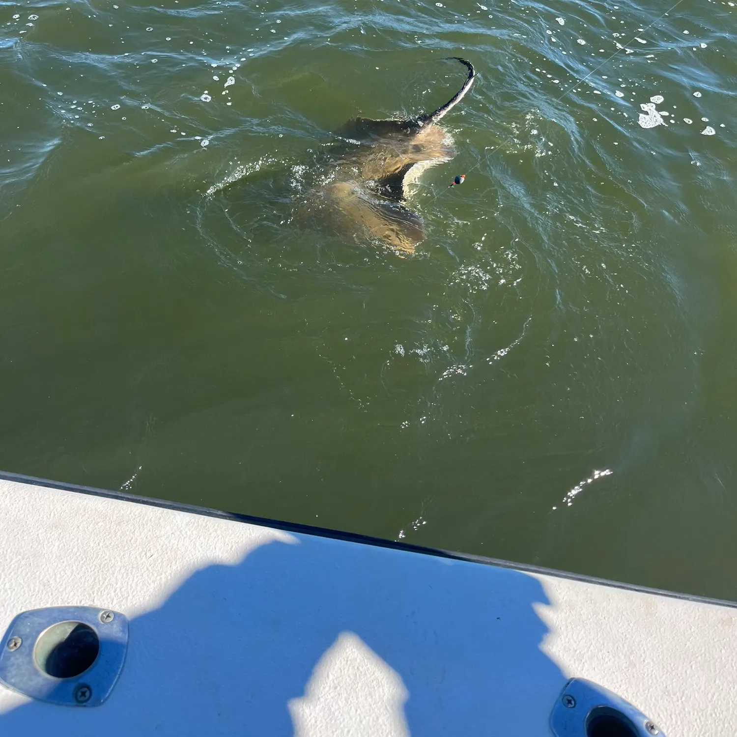 The most recent Southern stingray catches on Fishbrain
