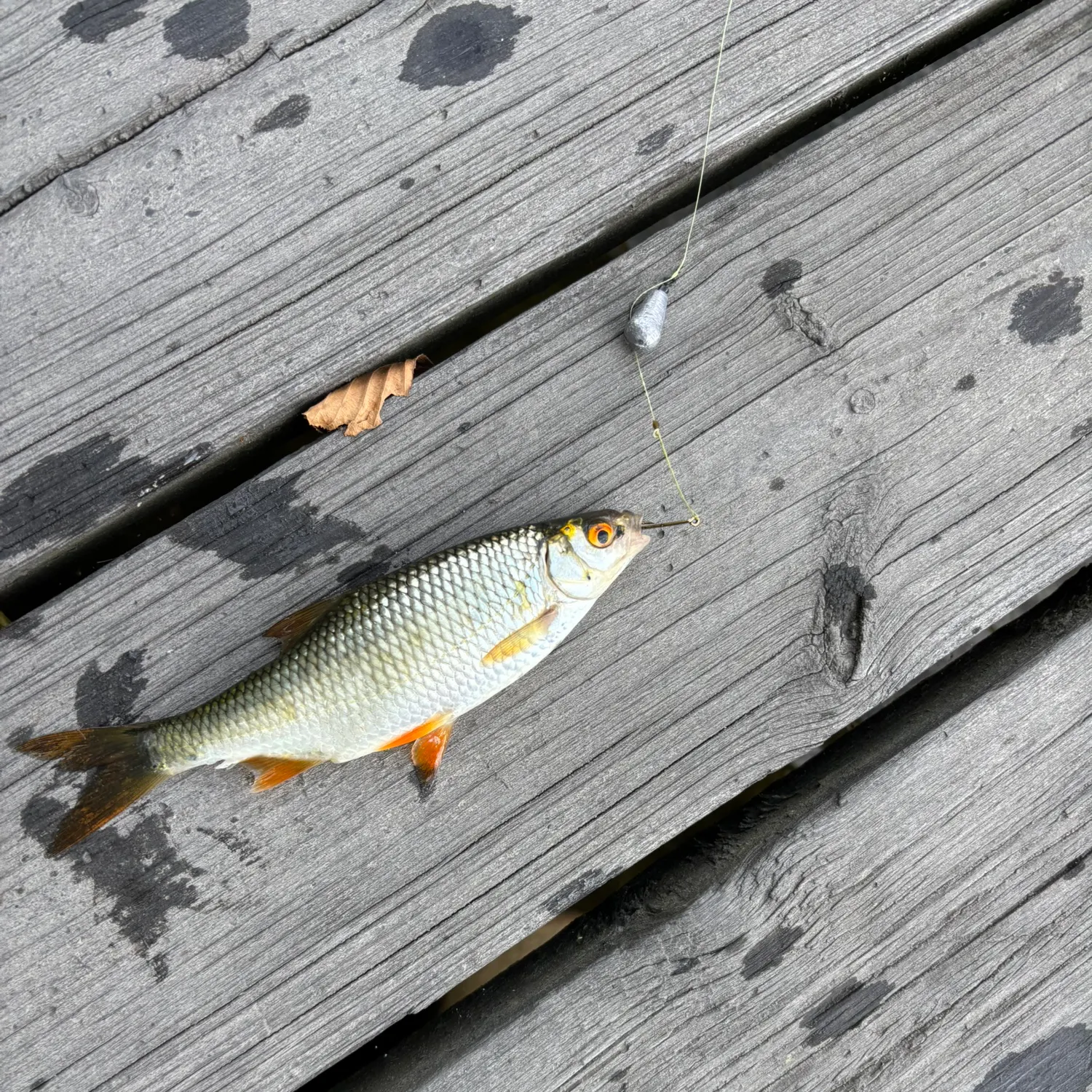 Common roach caught on Fishbrain