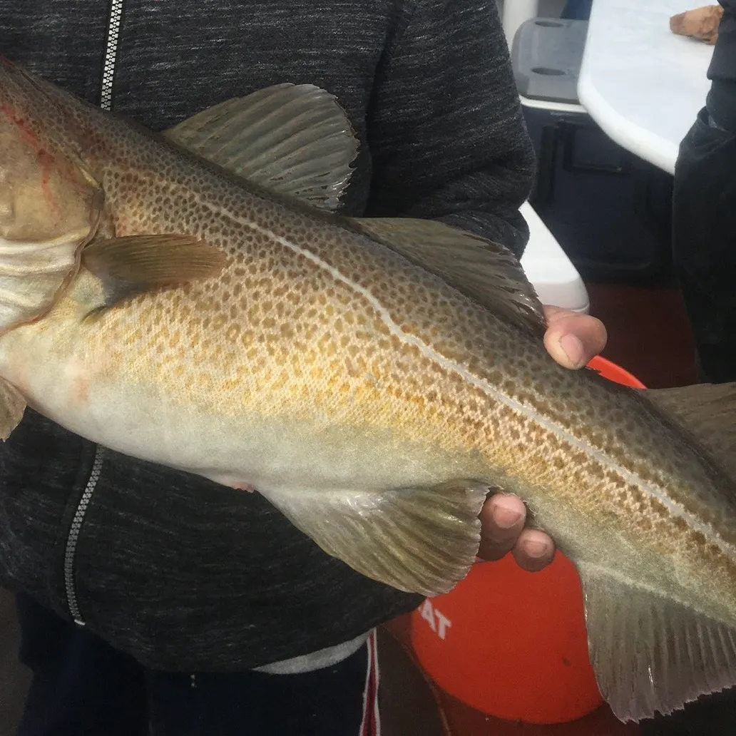 The most recent Atlantic cod catches on Fishbrain