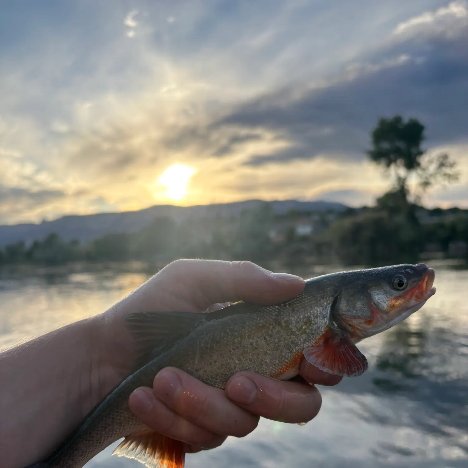 The most recent Roundtail chub catches on Fishbrain