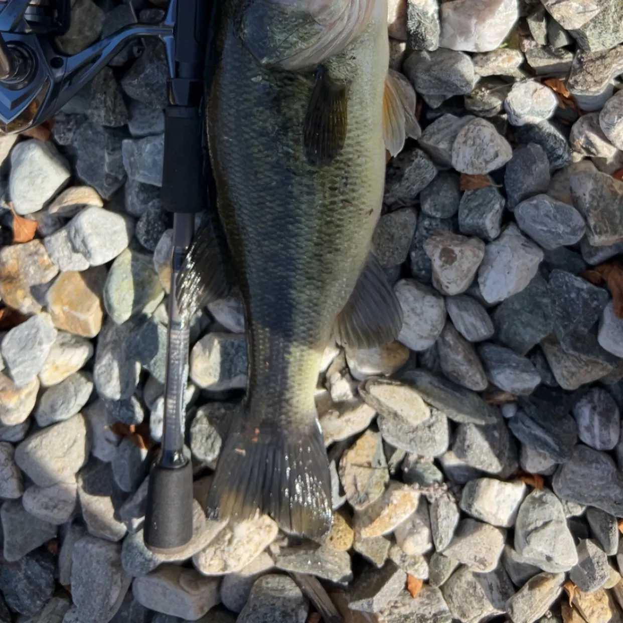 Largemouth bass caught on Fishbrain