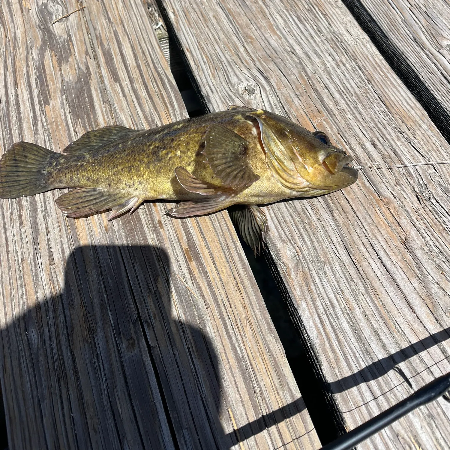 The most recent Yellowtail rockfish catches on Fishbrain