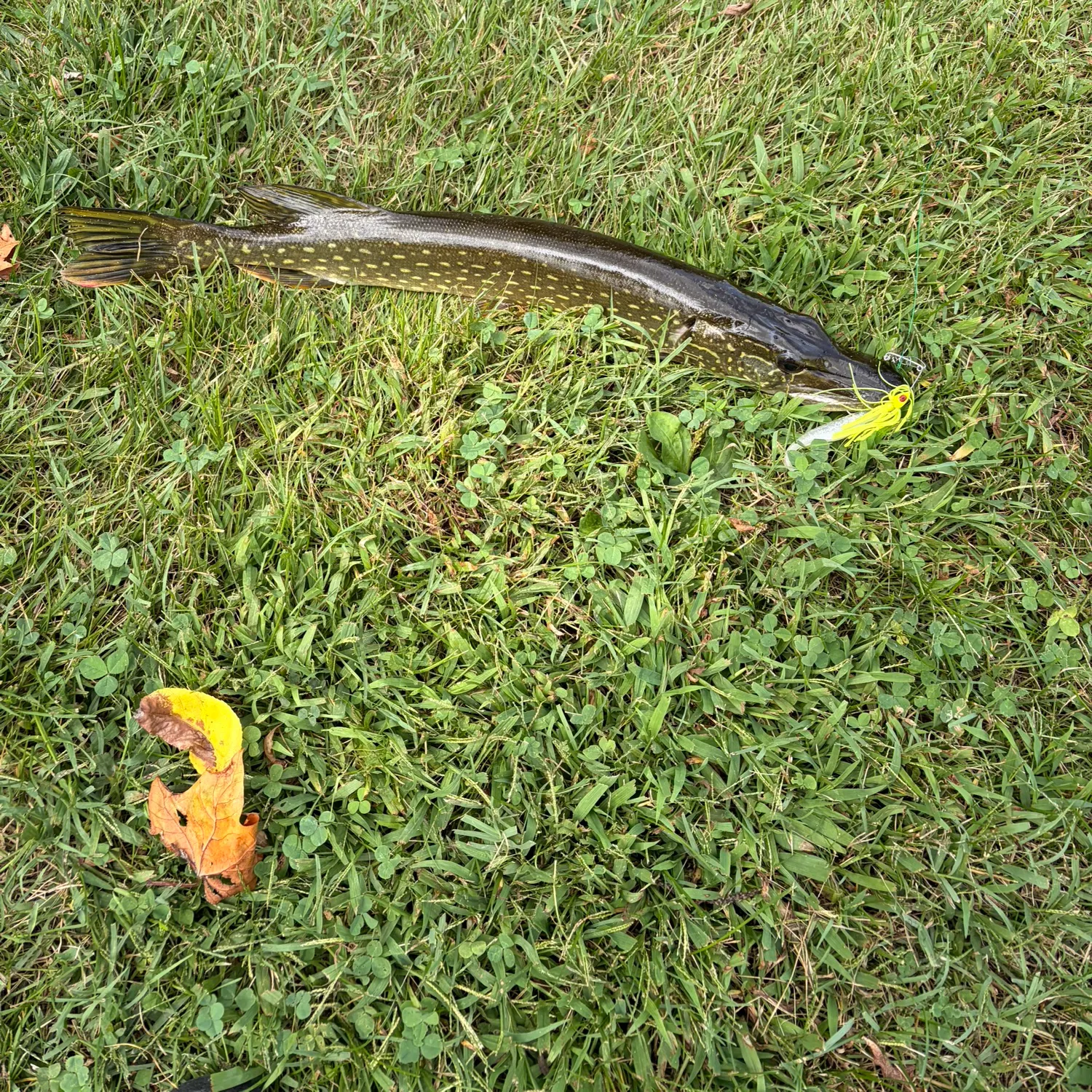 Northern pike caught on Fishbrain