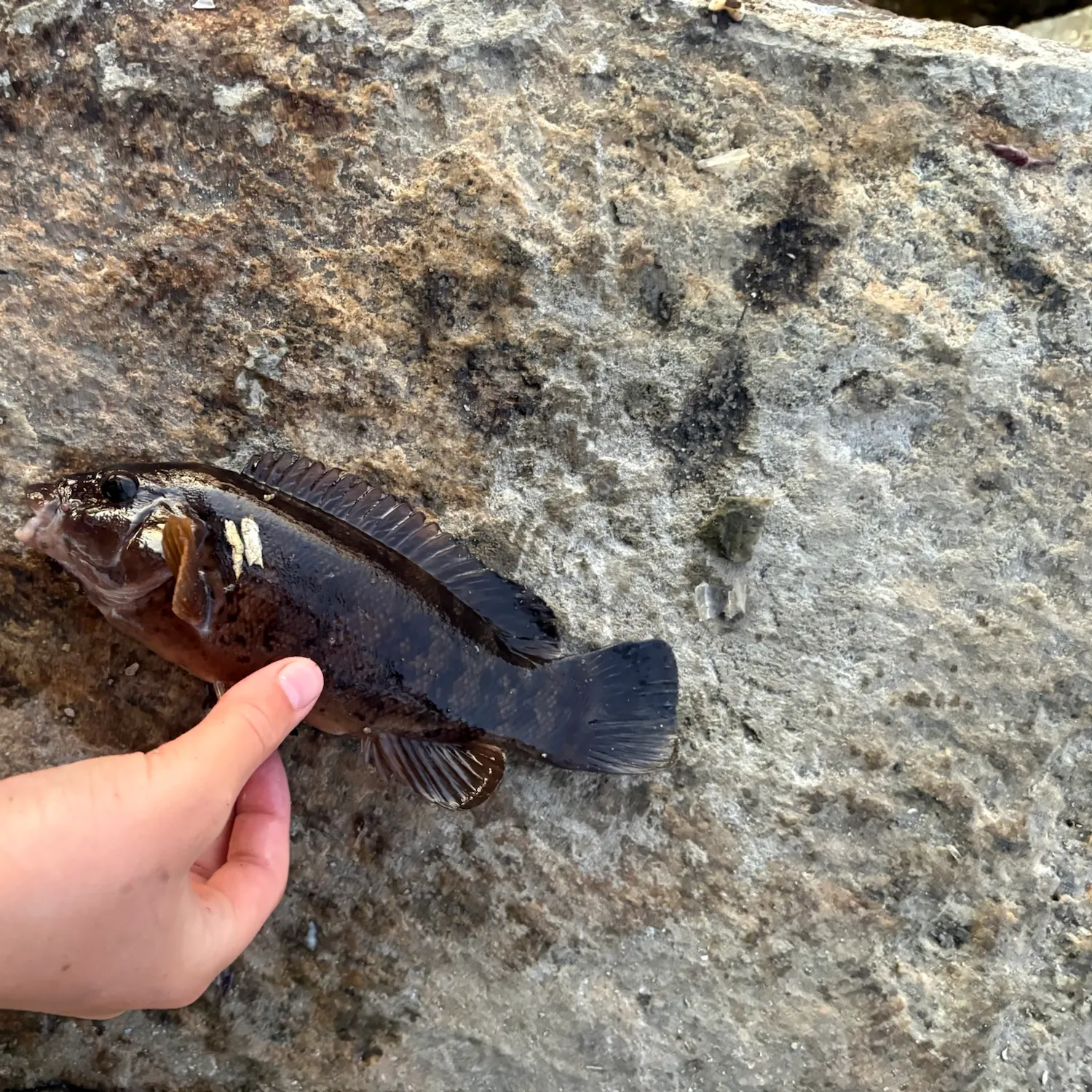 Tautog caught on Fishbrain
