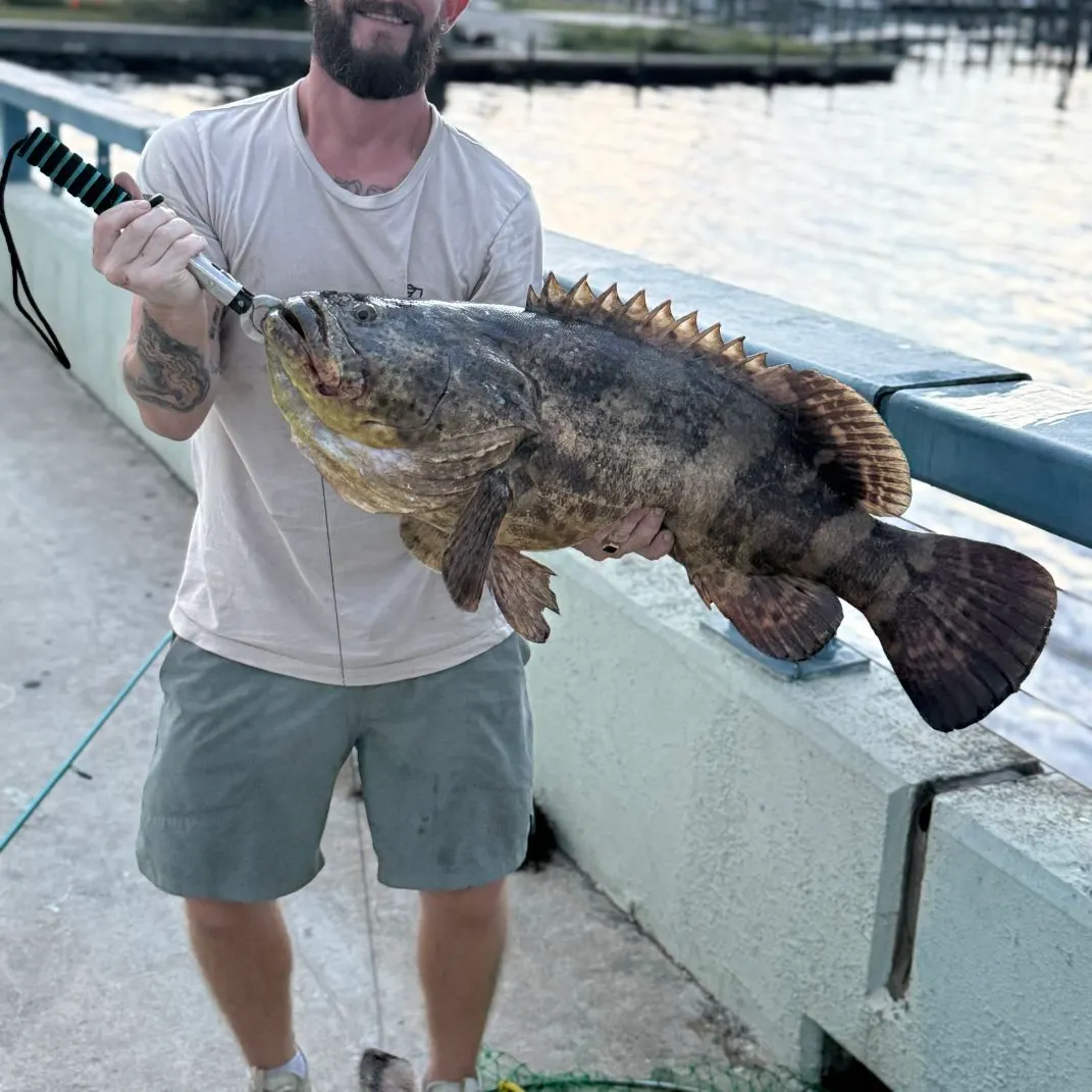 Atlantic goliath grouper caught on Fishbrain