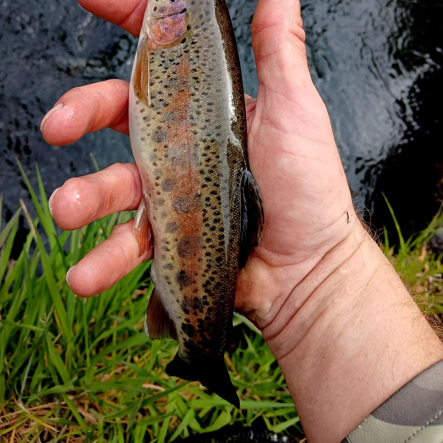 The most recent McCloud river redband trout catches on Fishbrain