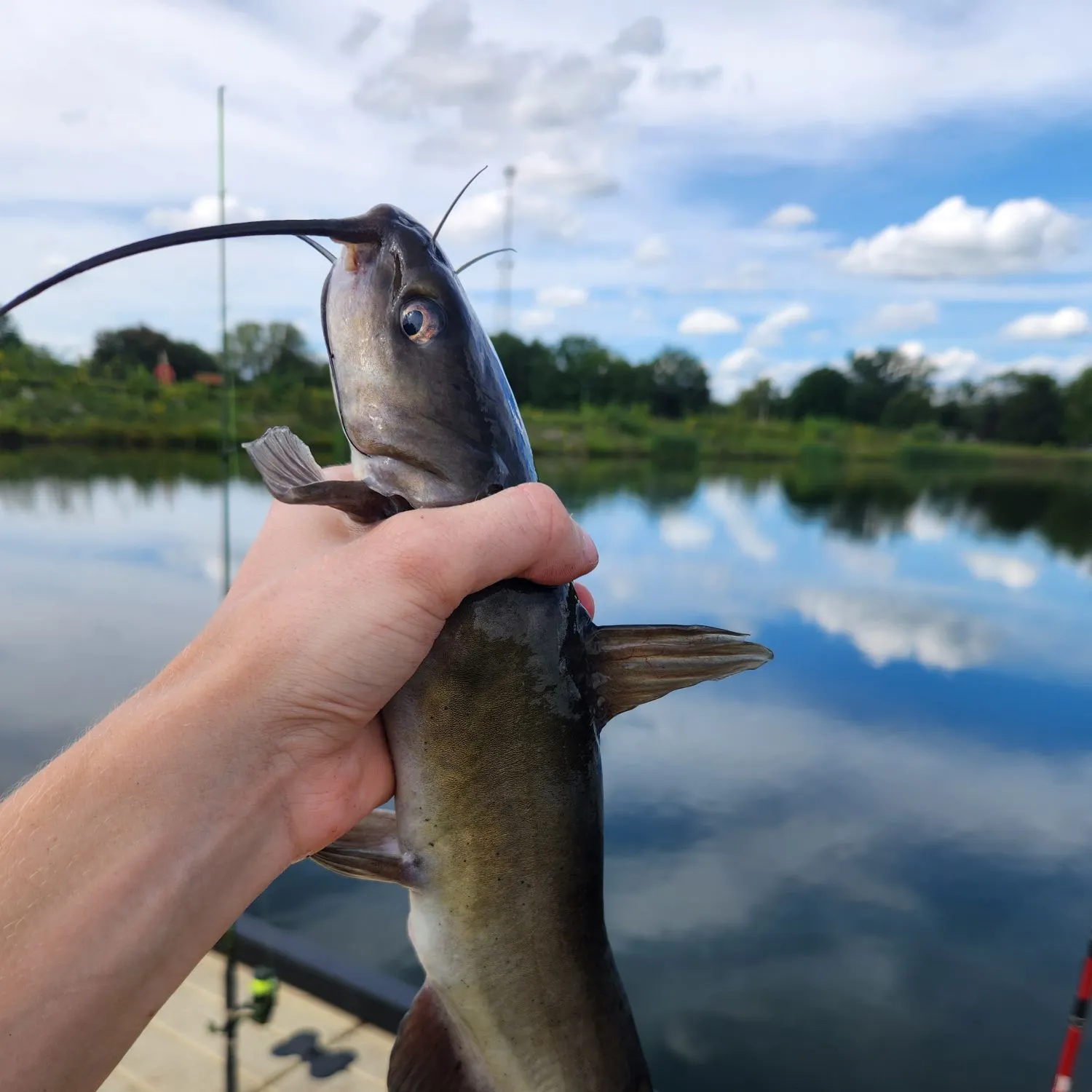 Channel catfish caught on Fishbrain