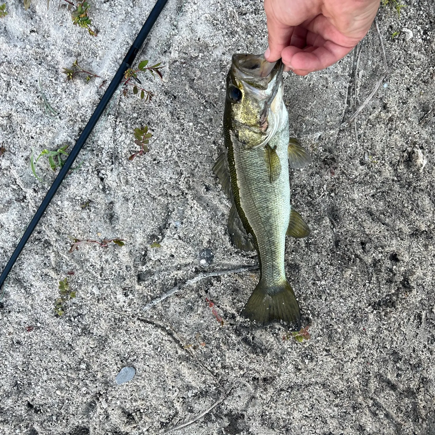 Largemouth bass caught on Fishbrain