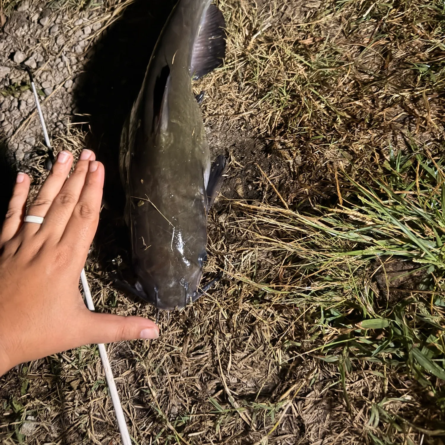 Channel catfish caught on Fishbrain