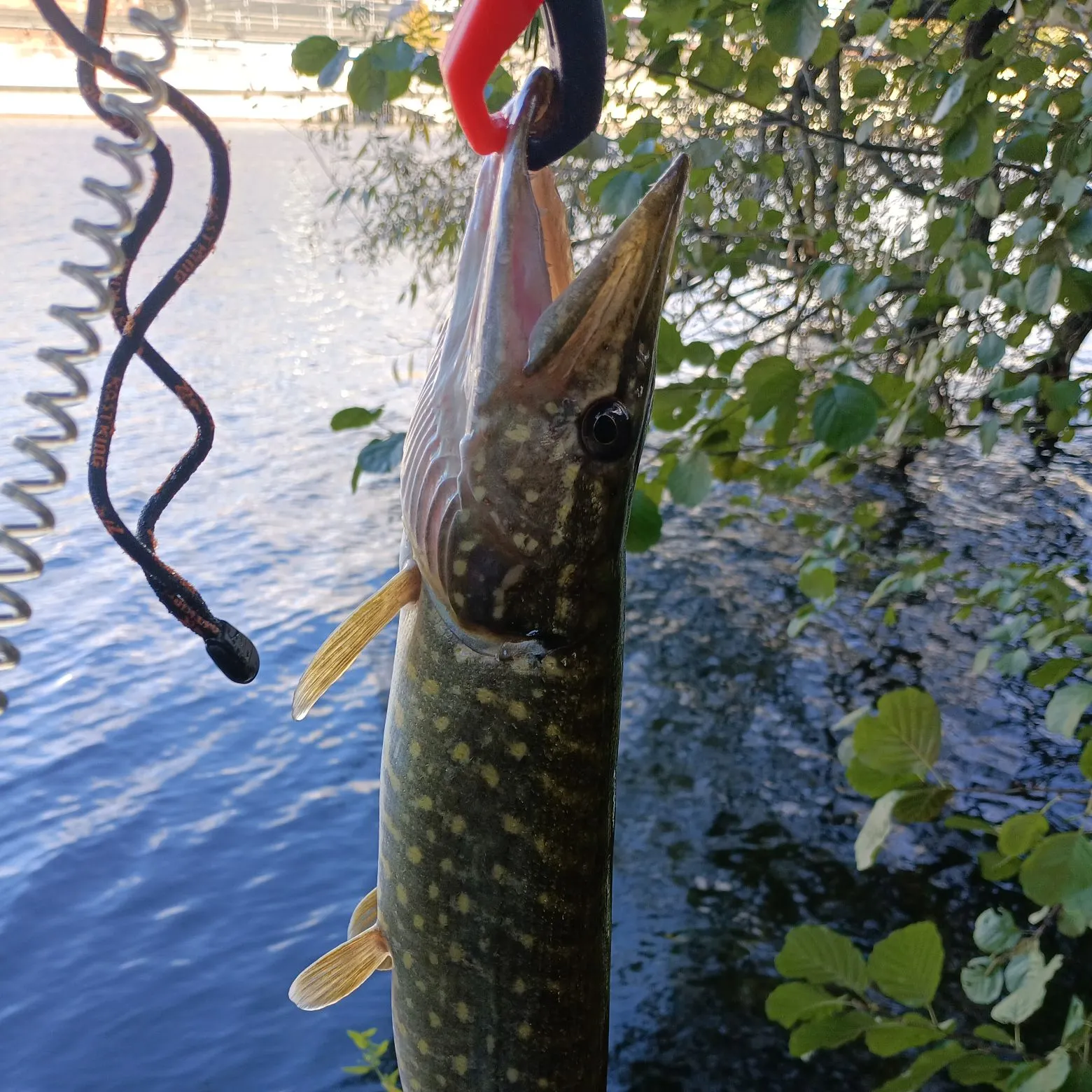 Northern pike caught on Fishbrain