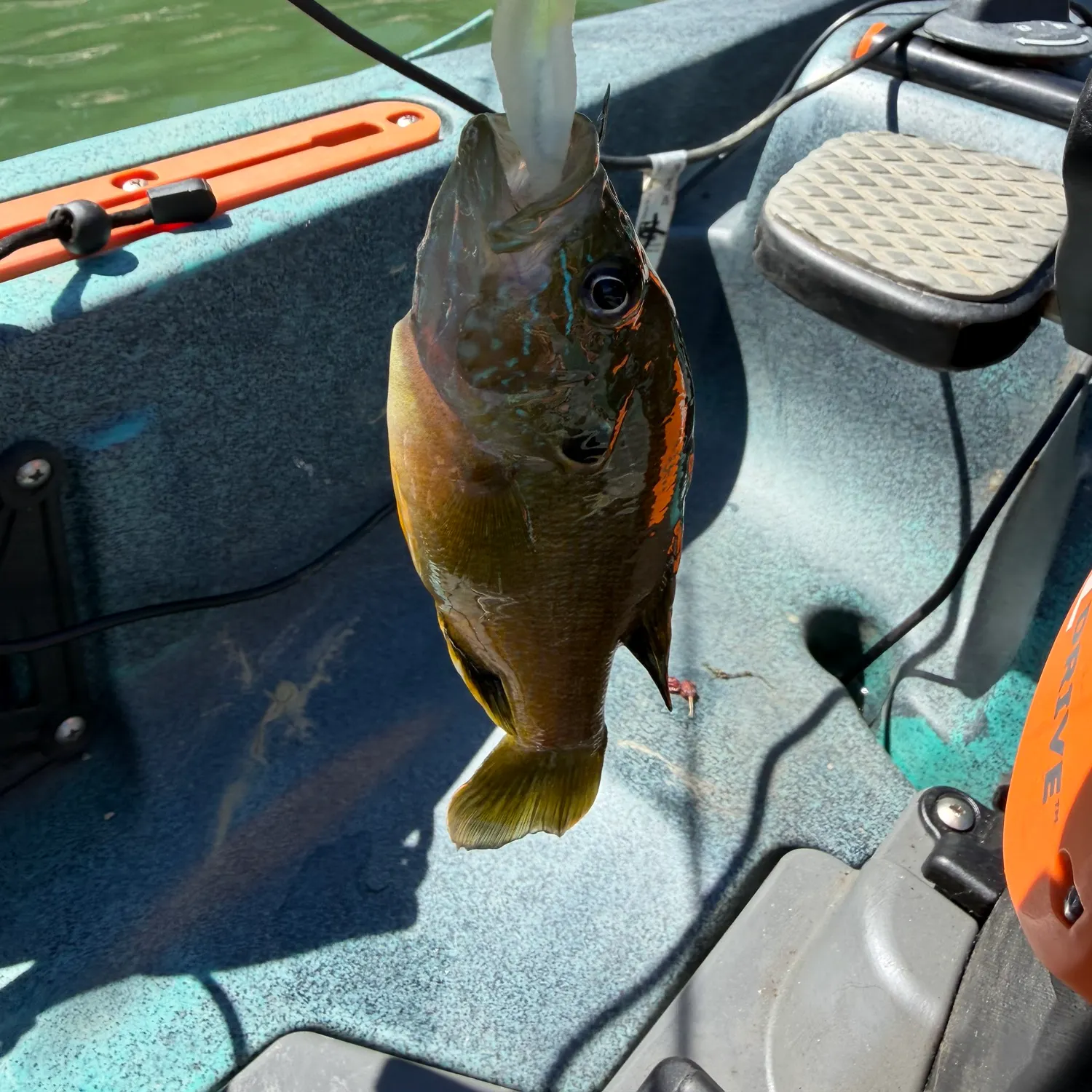 Green sunfish caught on Fishbrain