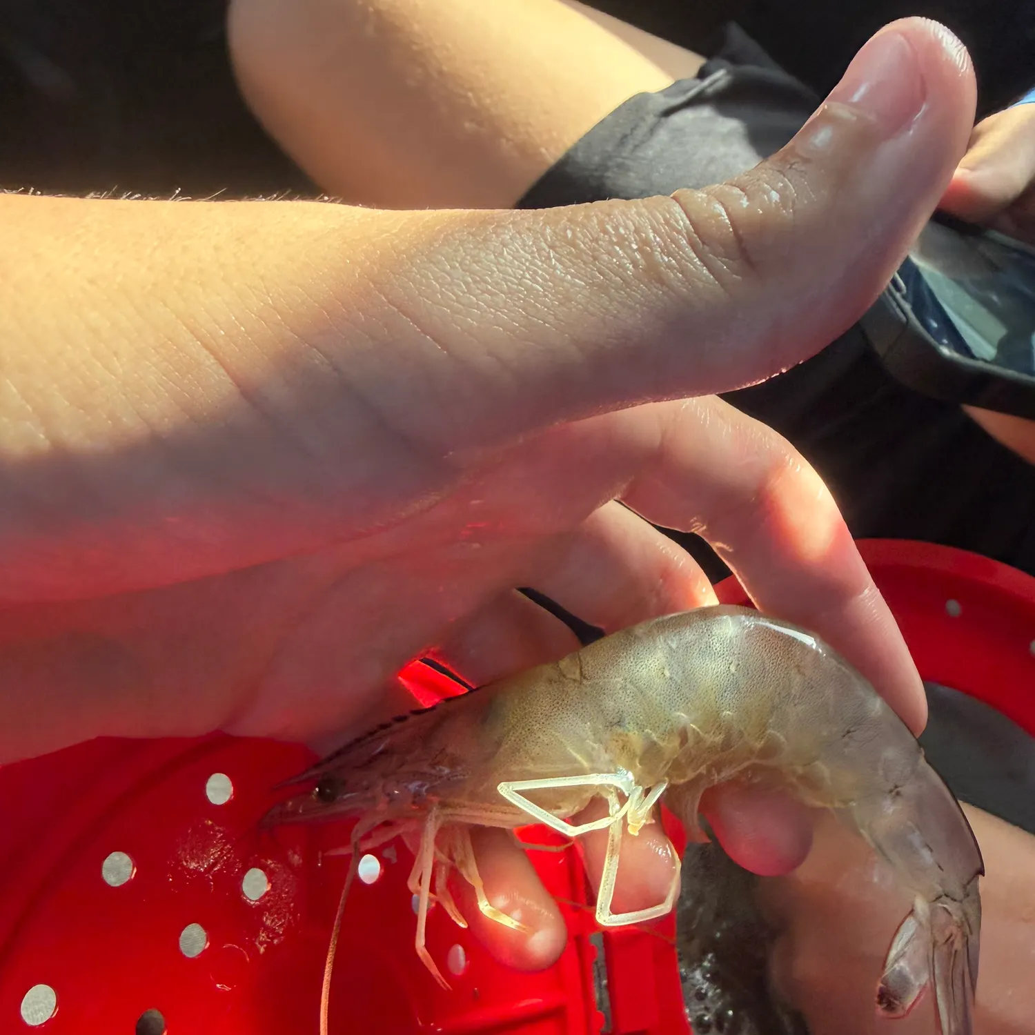 The most recent White-backed shrimpgoby catches on Fishbrain