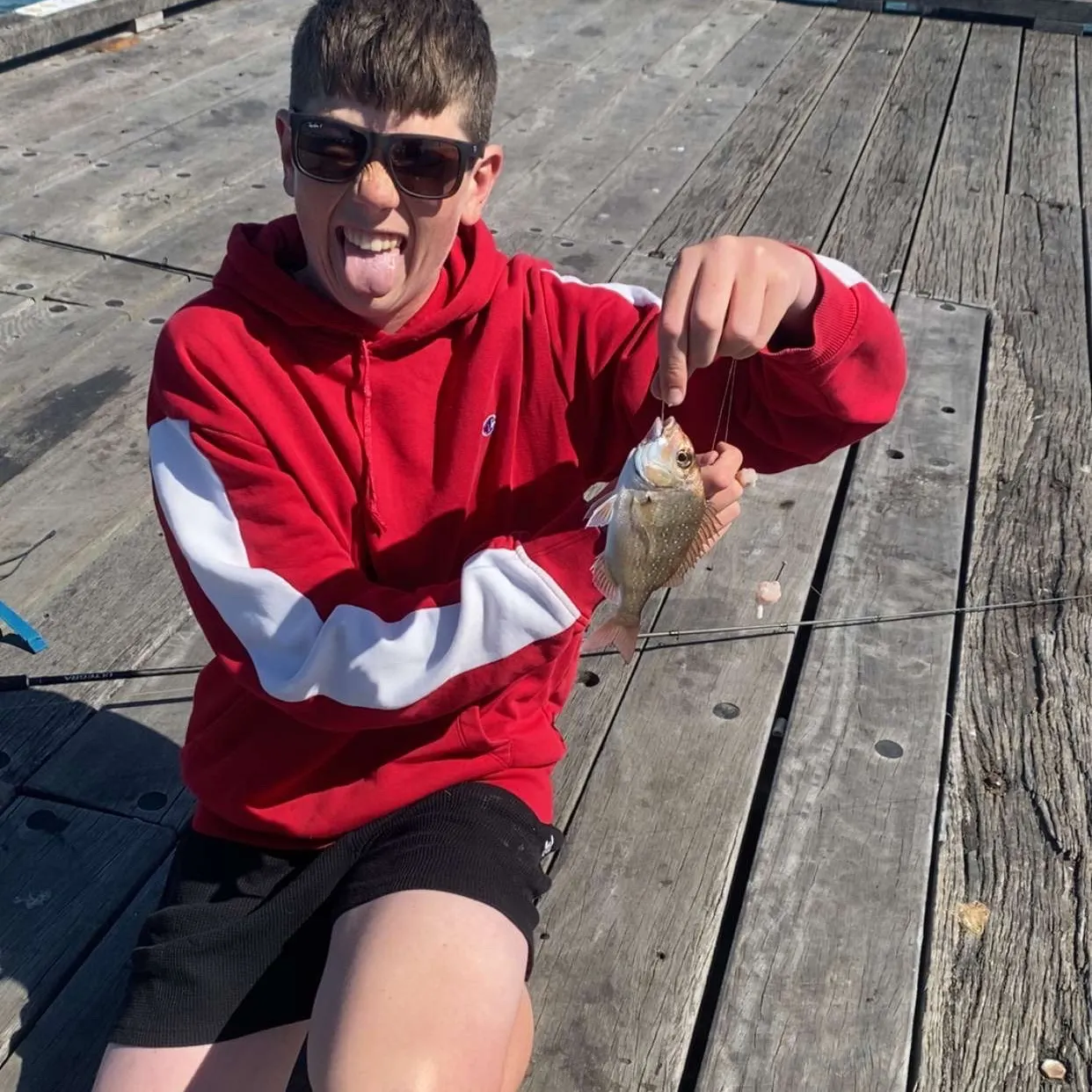 The most recent Australasian snapper catches on Fishbrain