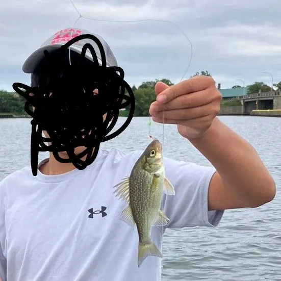 White perch caught on Fishbrain