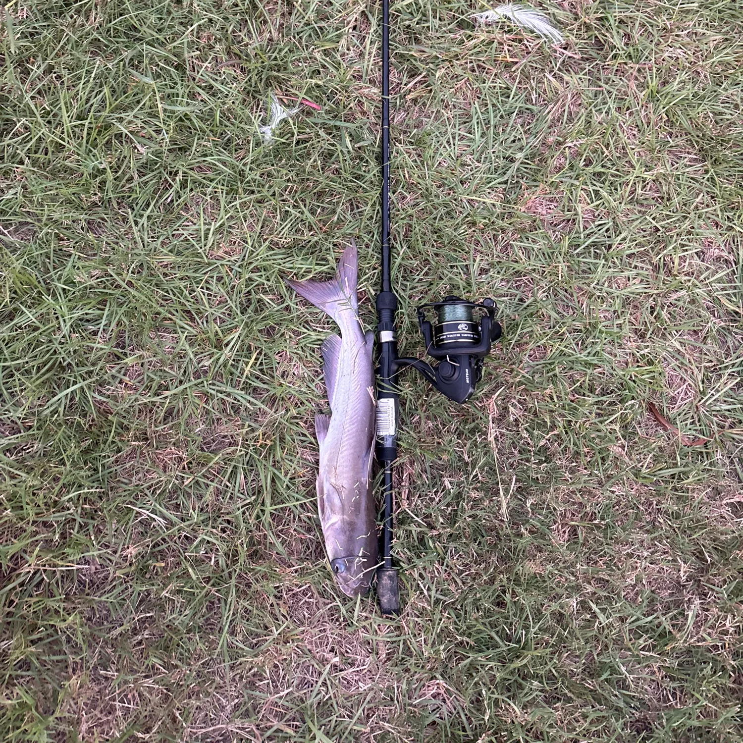 Channel catfish caught on Fishbrain