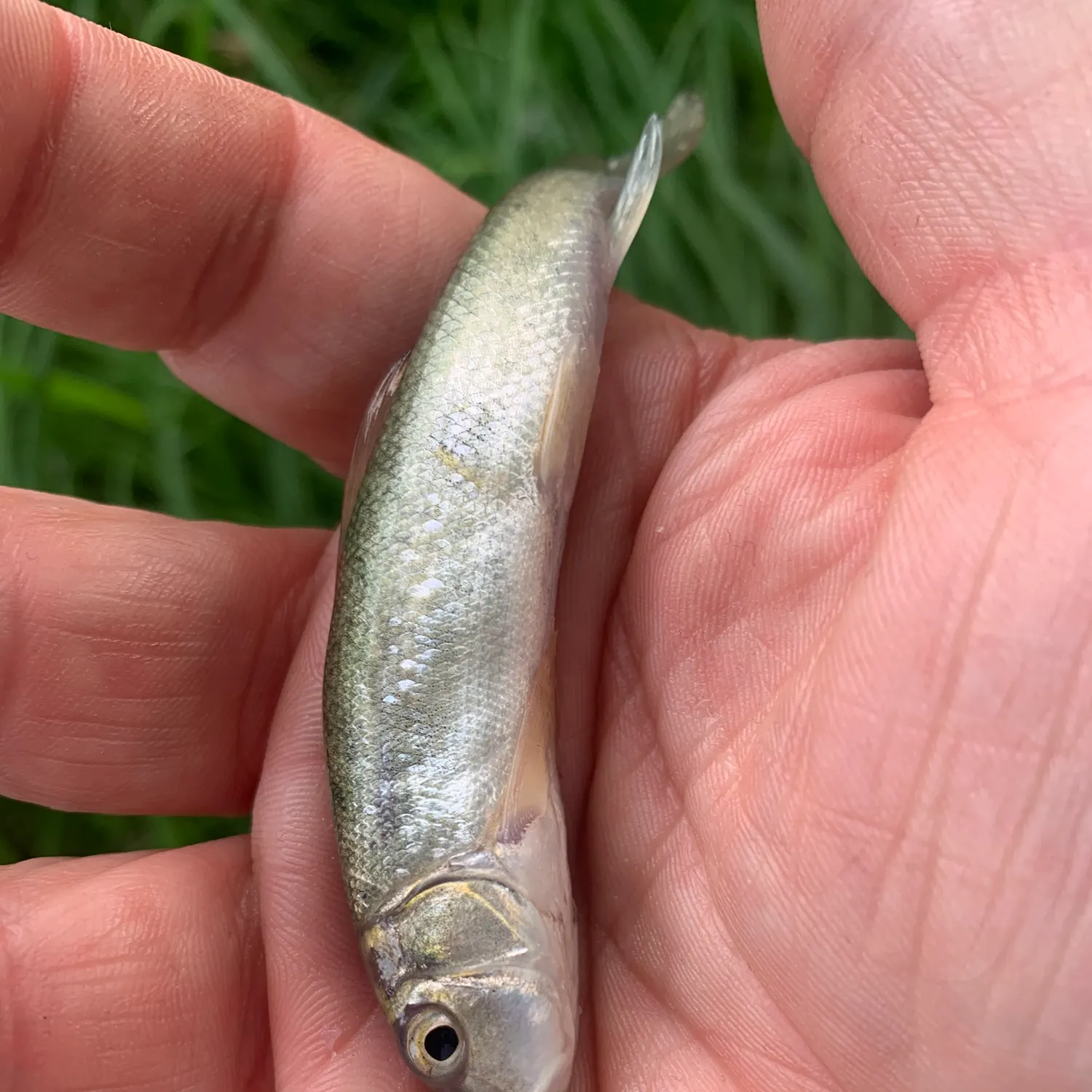 The most recent Round whitefish catches on Fishbrain