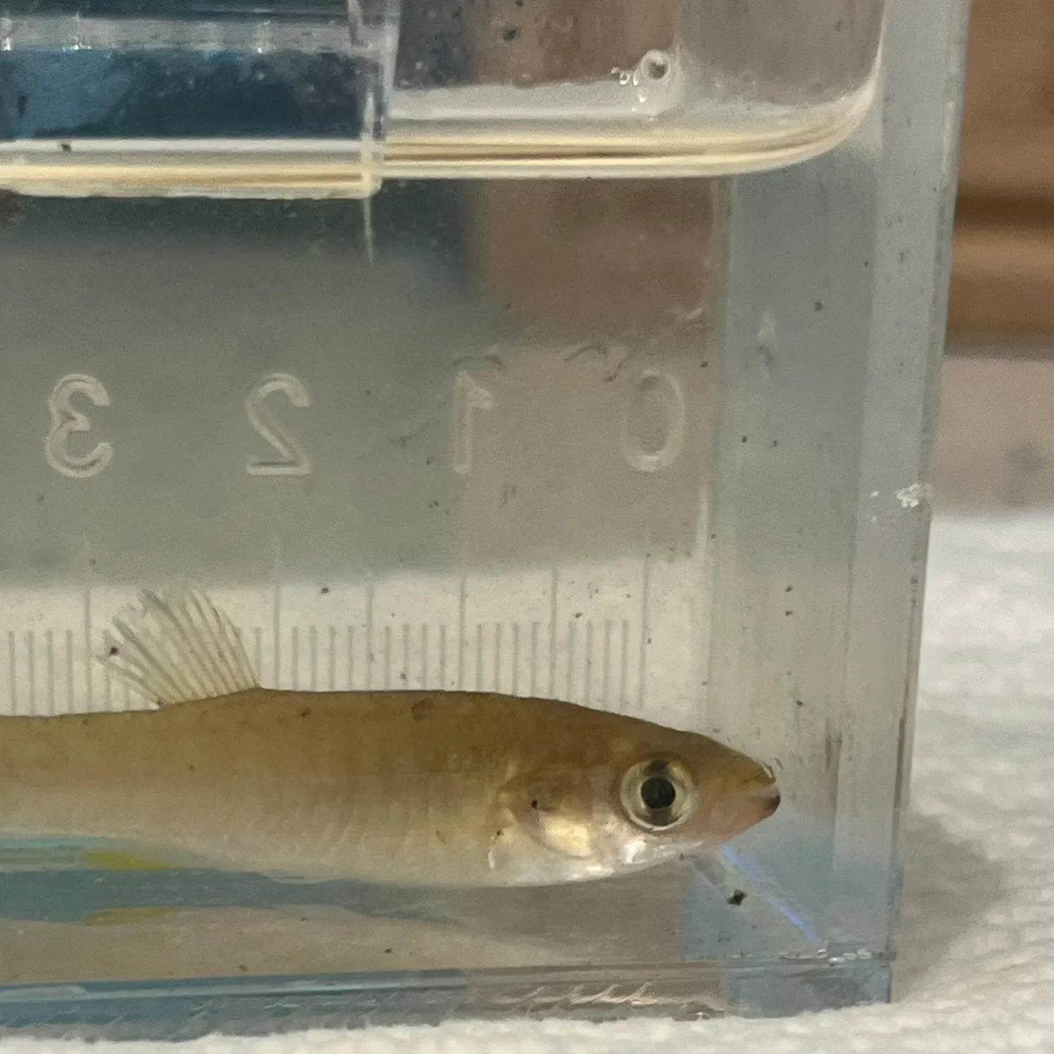 Gulf killifish caught on Fishbrain