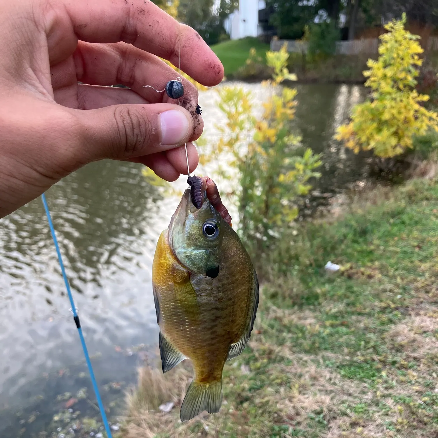 Bluegill caught on Fishbrain