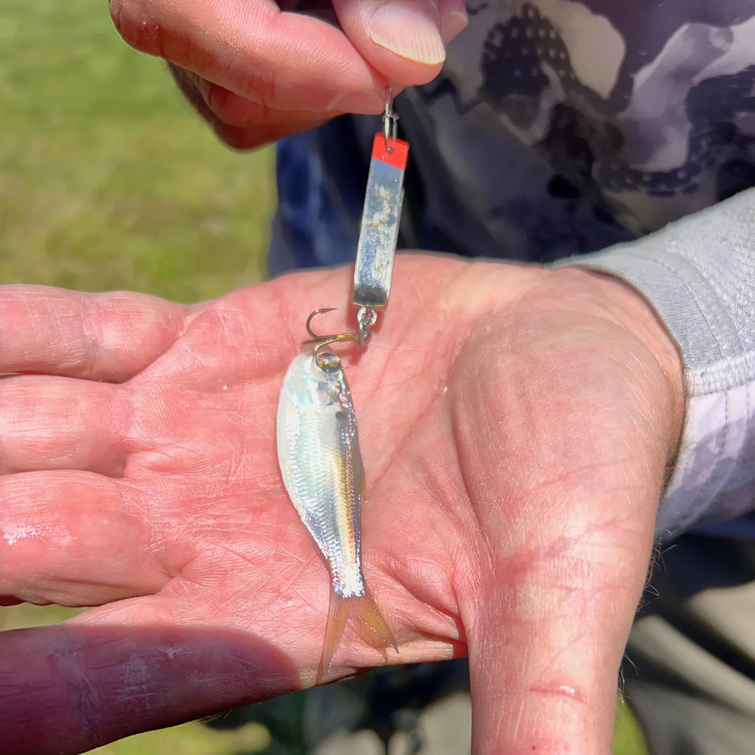 The most popular recent Threadfin shad catch on Fishbrain