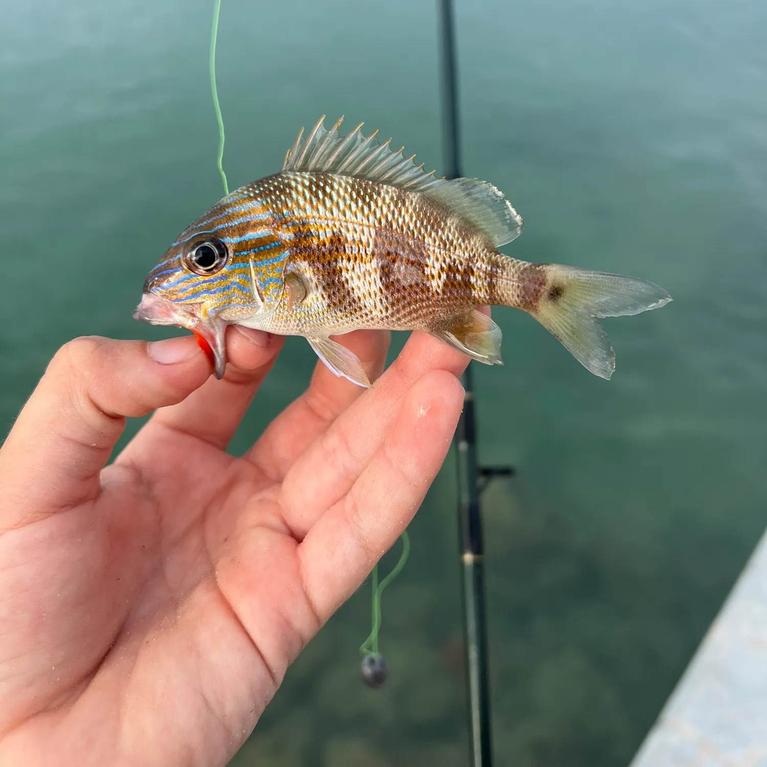 The most recent White grunt catches on Fishbrain