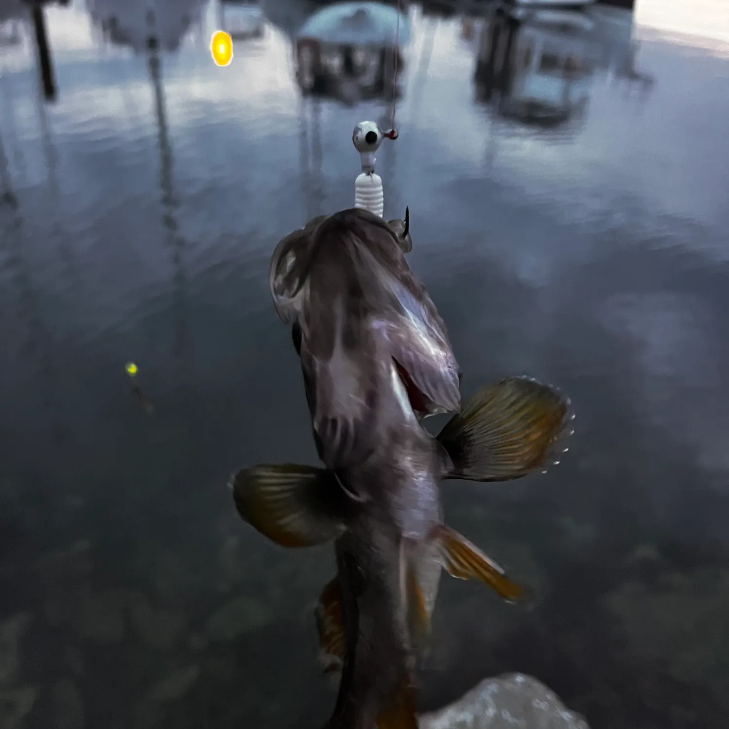 Pumpkinseed caught on Fishbrain