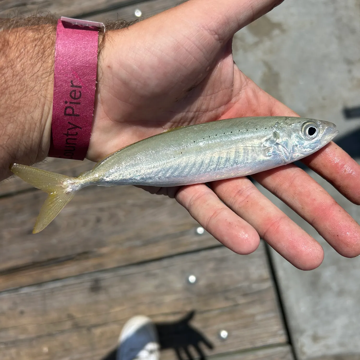 The most recent Round Scad catches on Fishbrain
