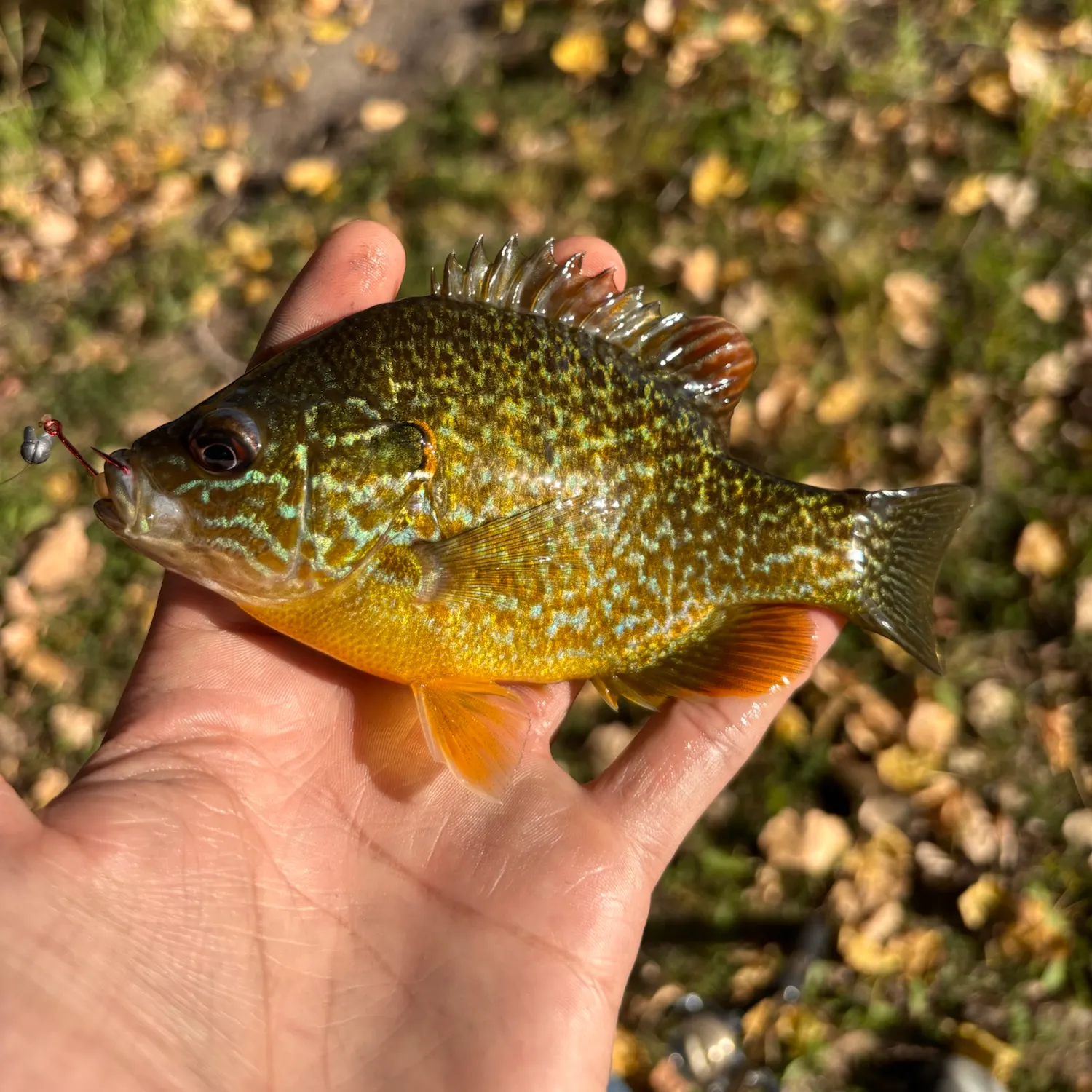 Pumpkinseed caught on Fishbrain