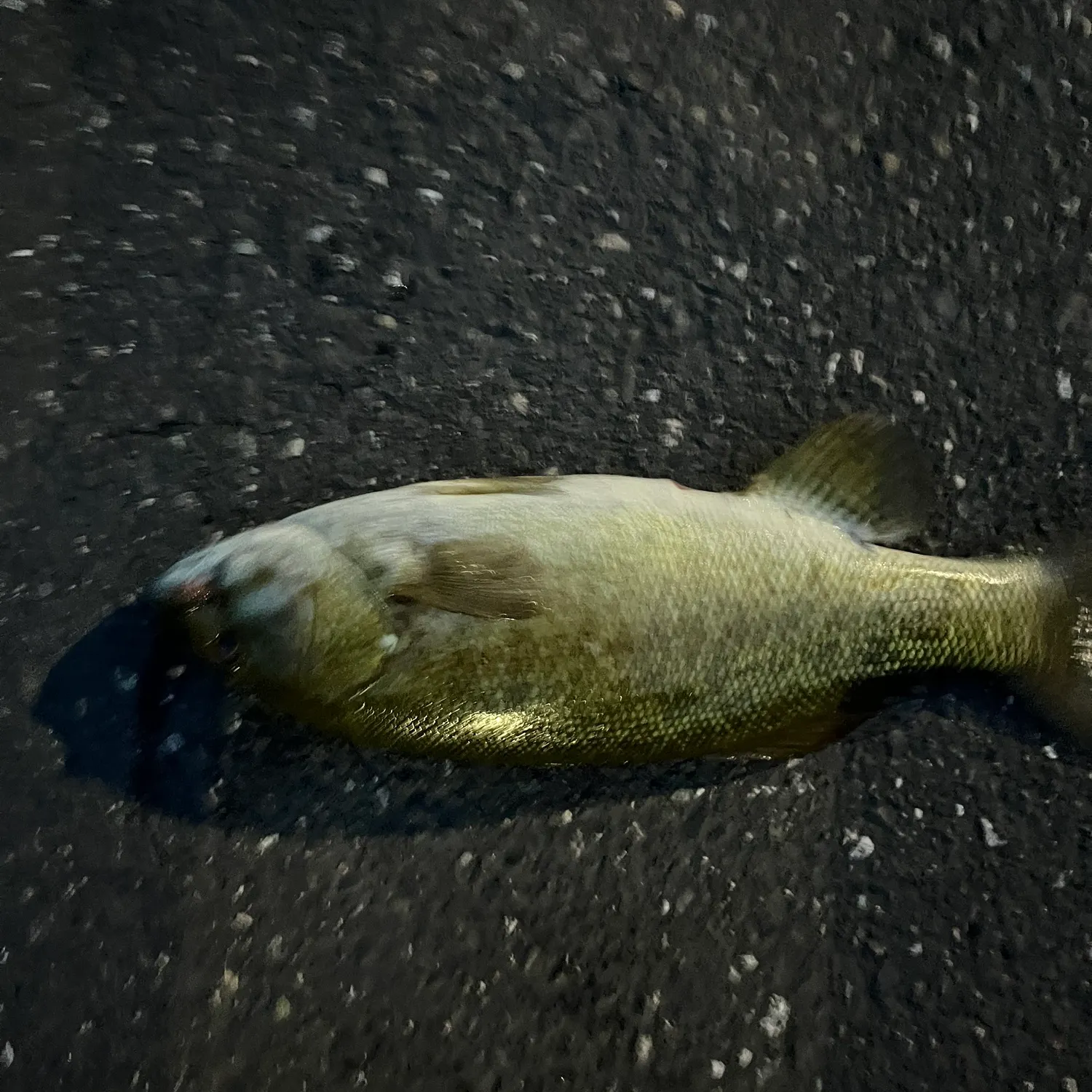 Smallmouth bass caught on Fishbrain