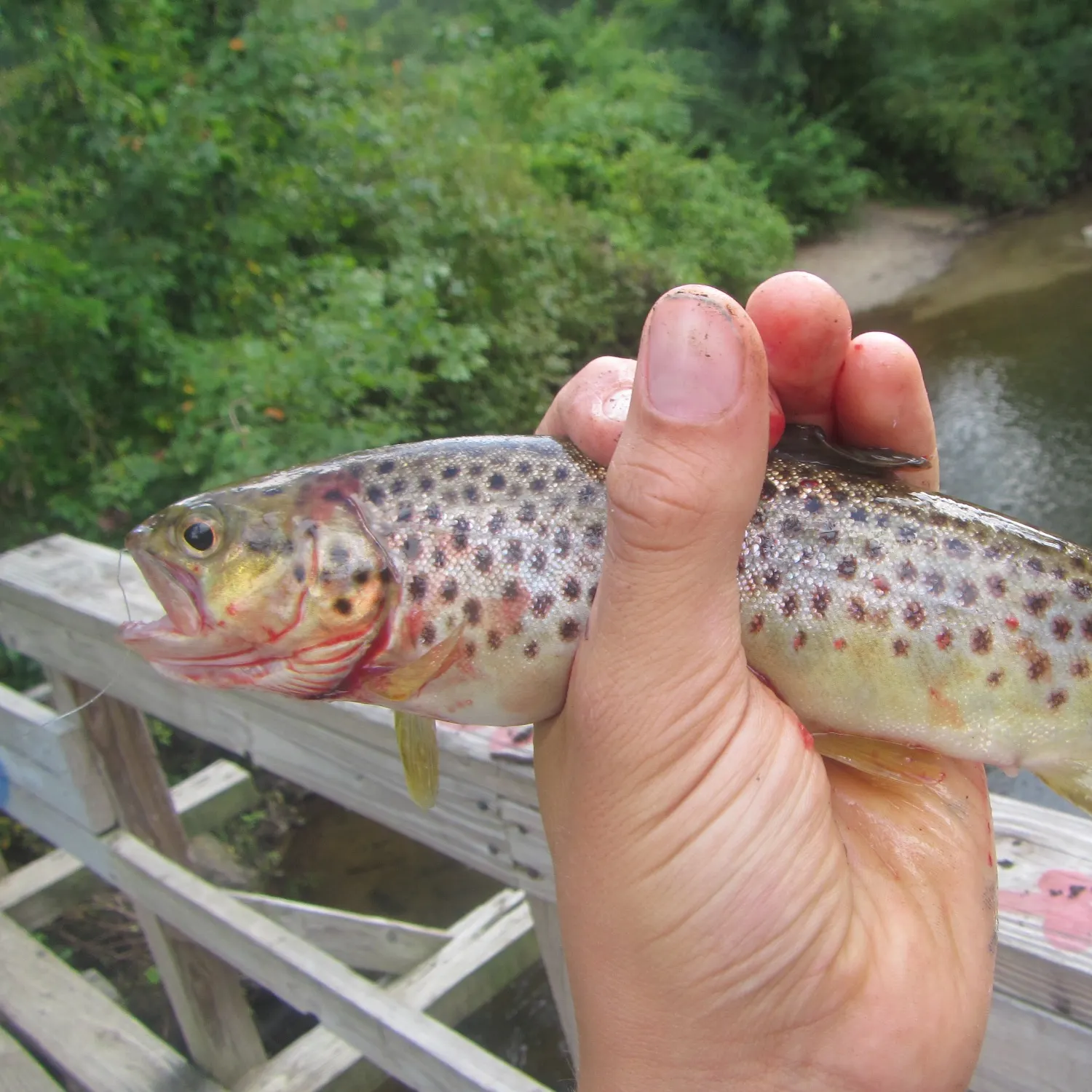 Brown trout caught on Fishbrain