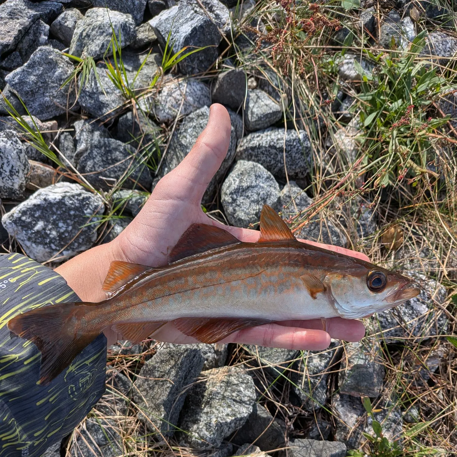 Pollack caught on Fishbrain