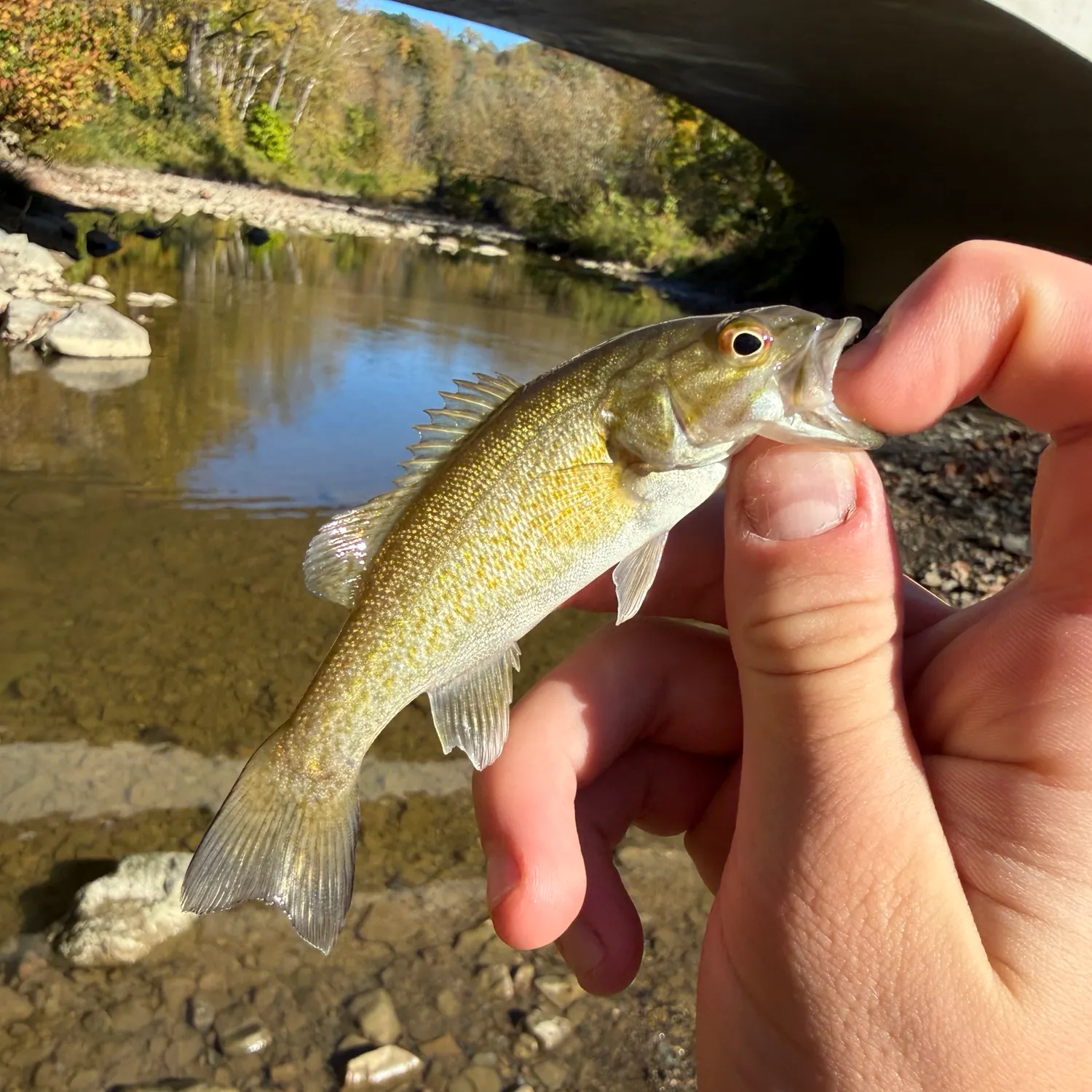 Smallmouth bass caught on Fishbrain
