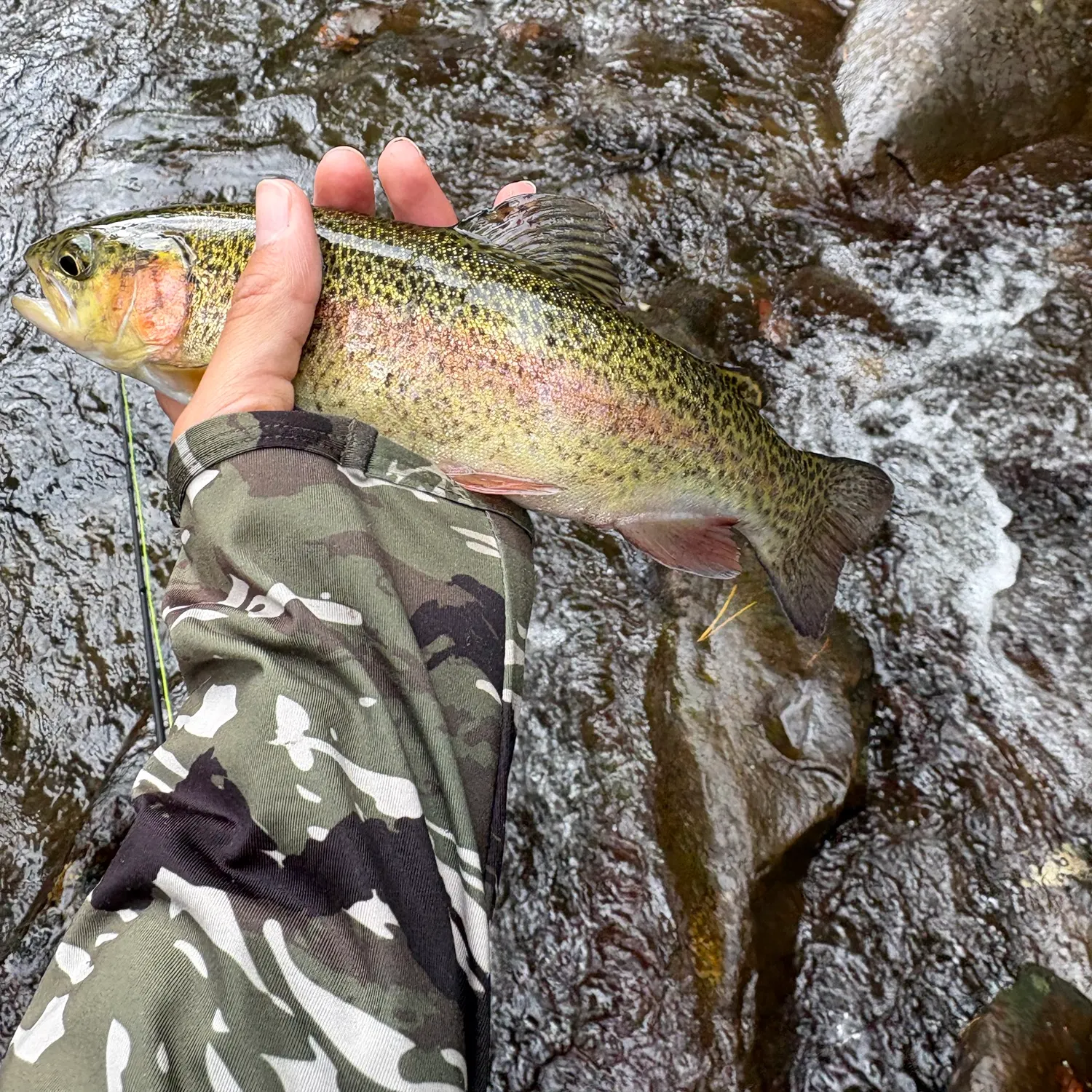 Rainbow trout caught on Fishbrain