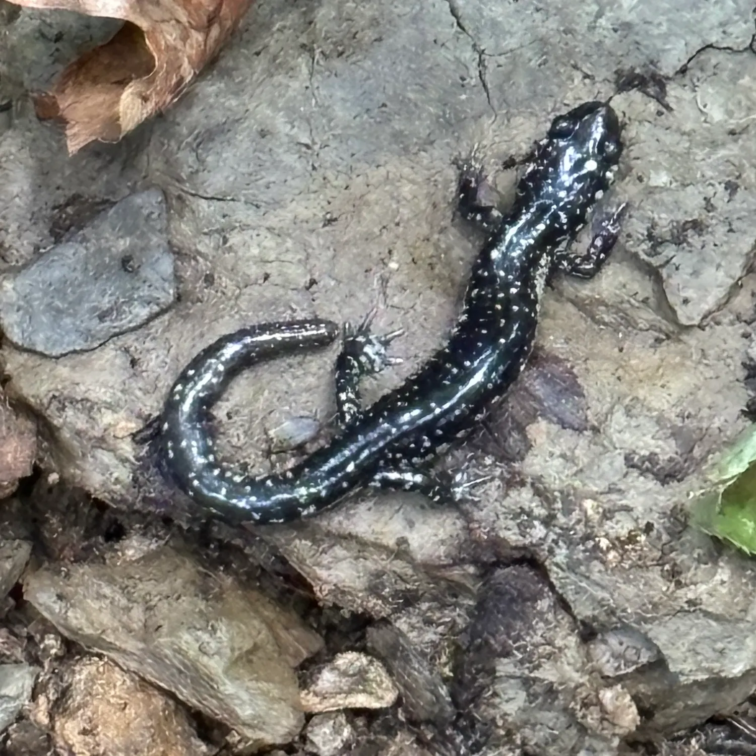 The most recent Salamander shark catches on Fishbrain