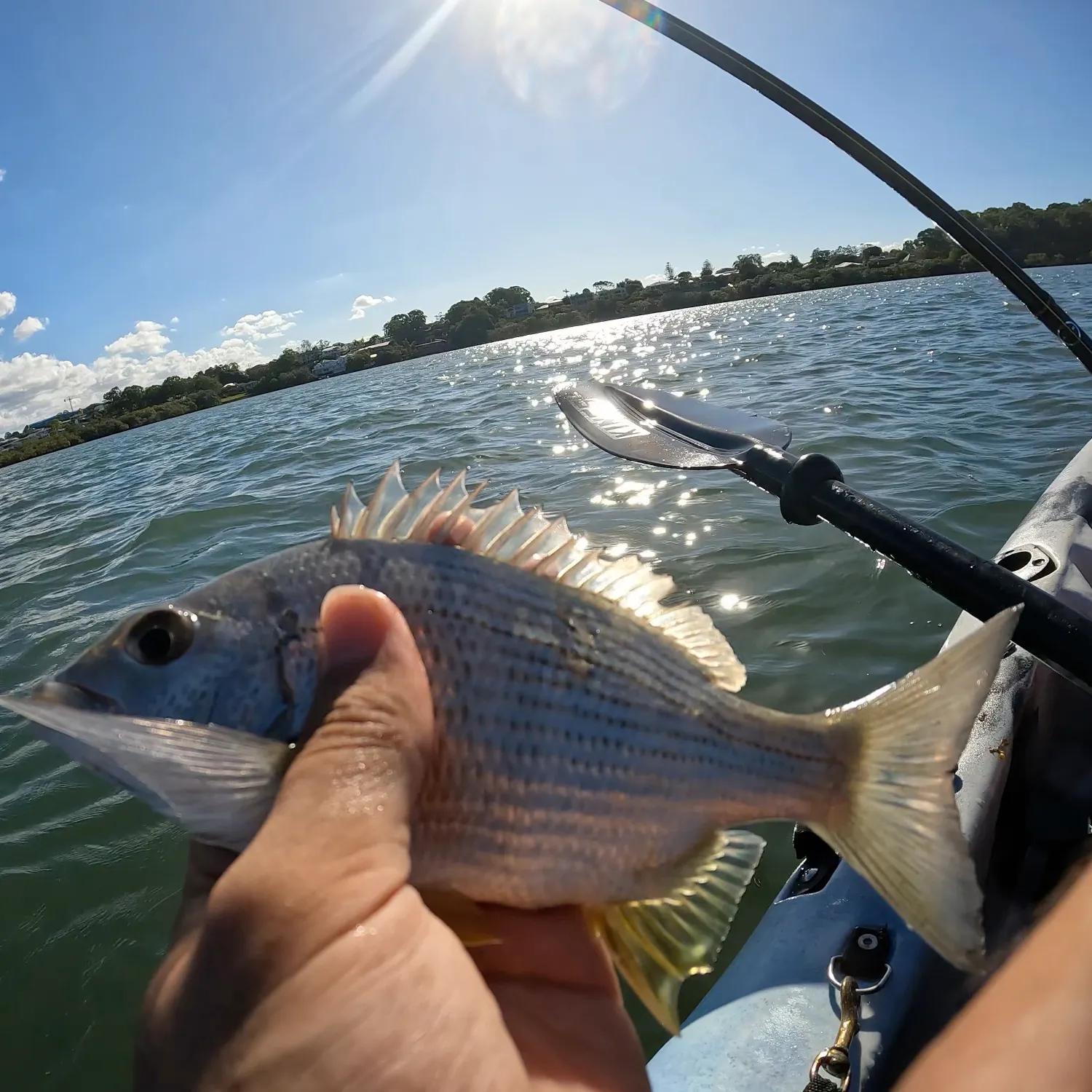 The most recent Surf bream catches on Fishbrain