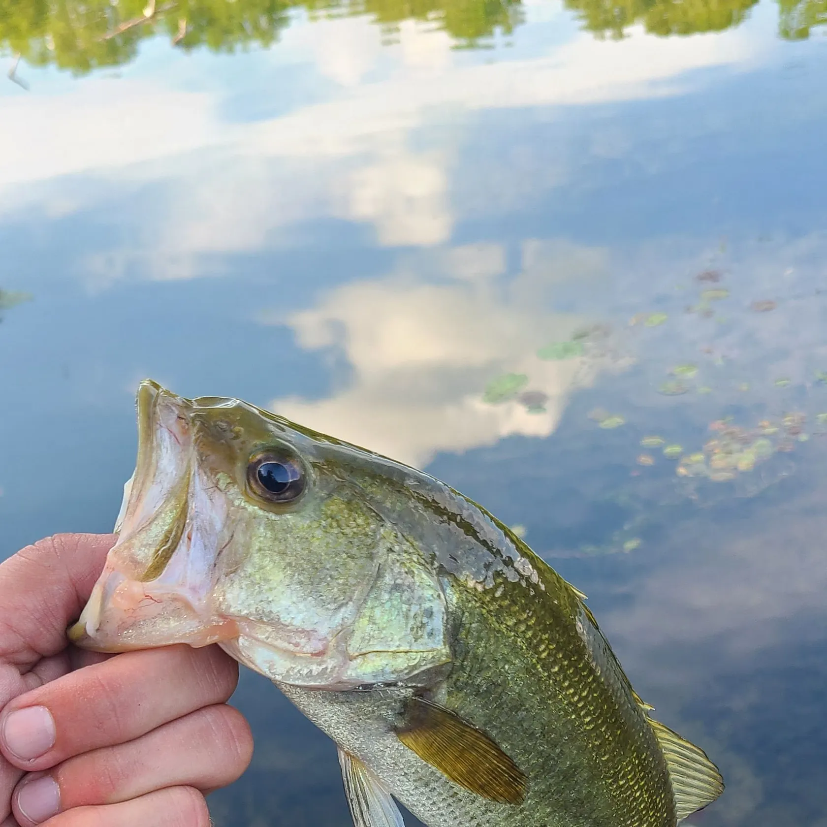 angler catch